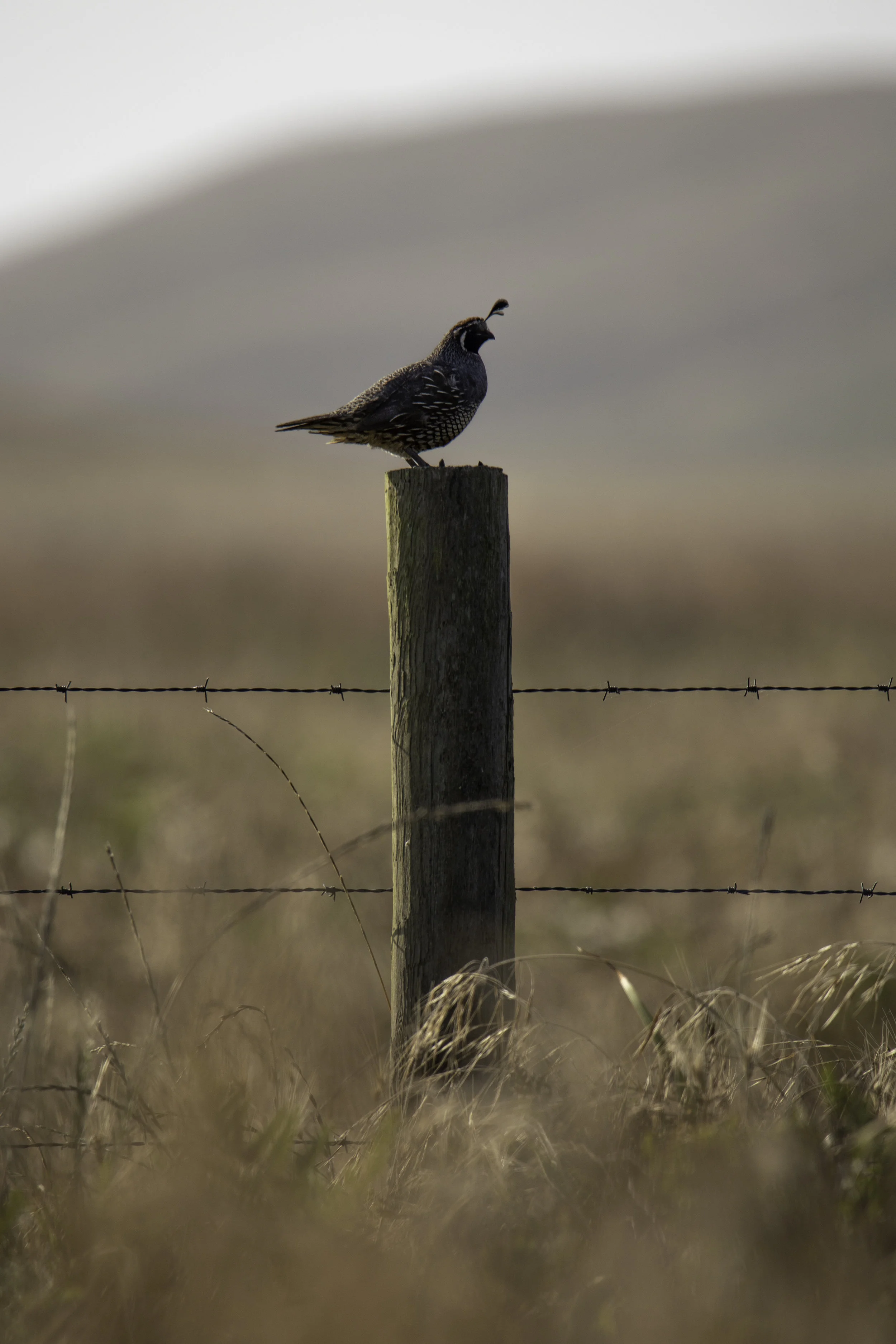 pointreyes-quail2.jpg