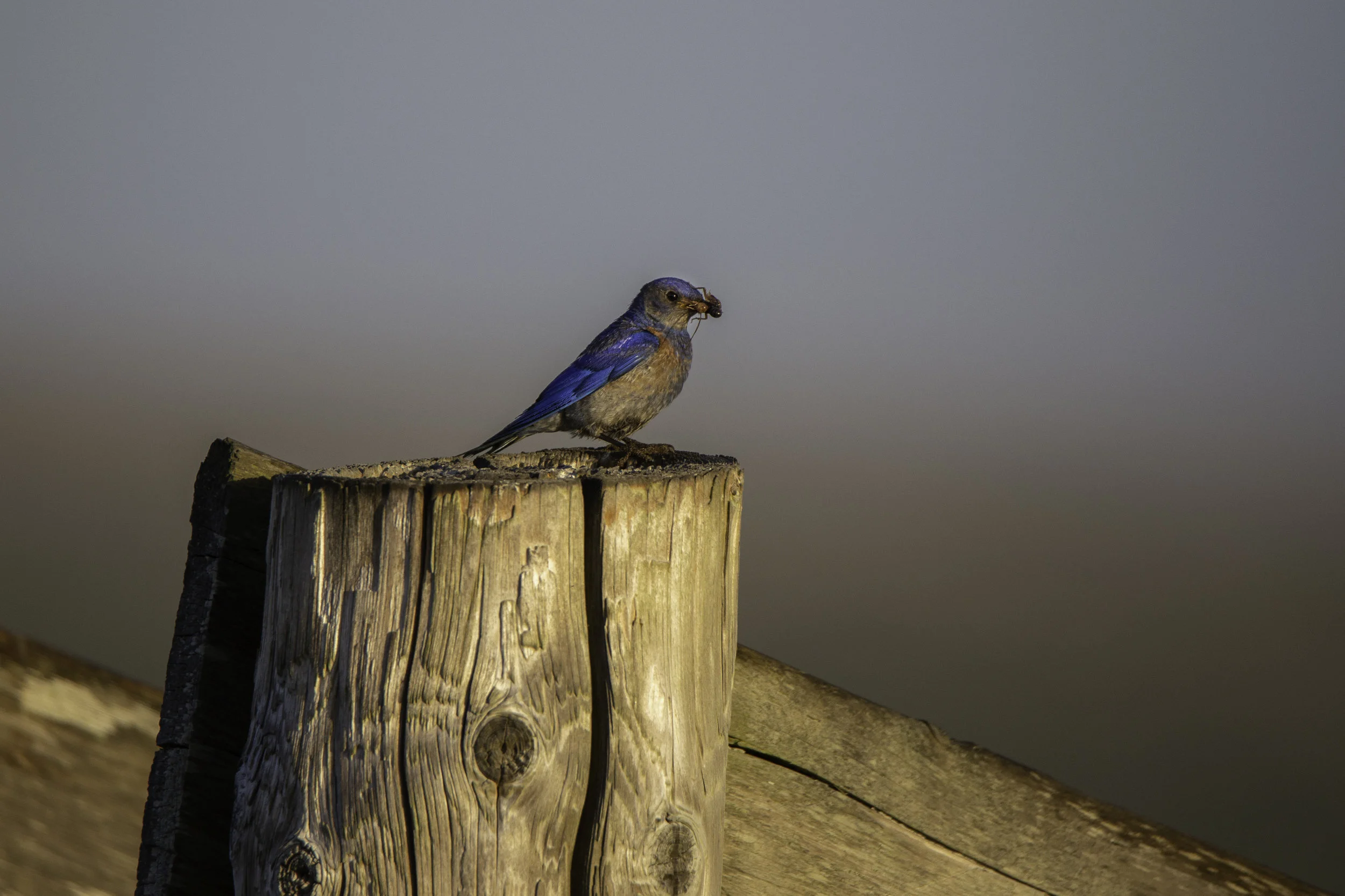 pointreyes-westernbluebird1.jpg