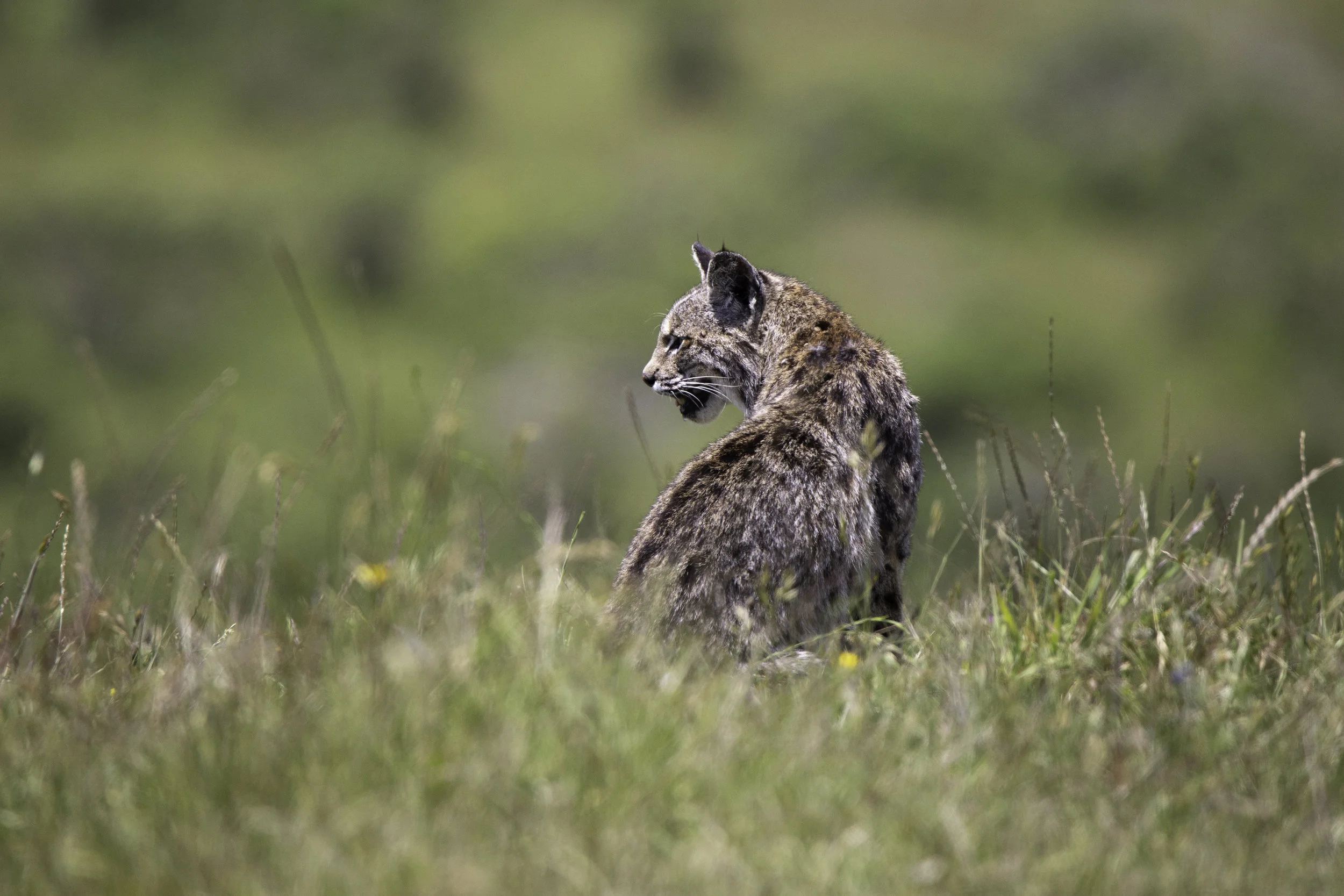 pointreyes-bobcat3.jpg