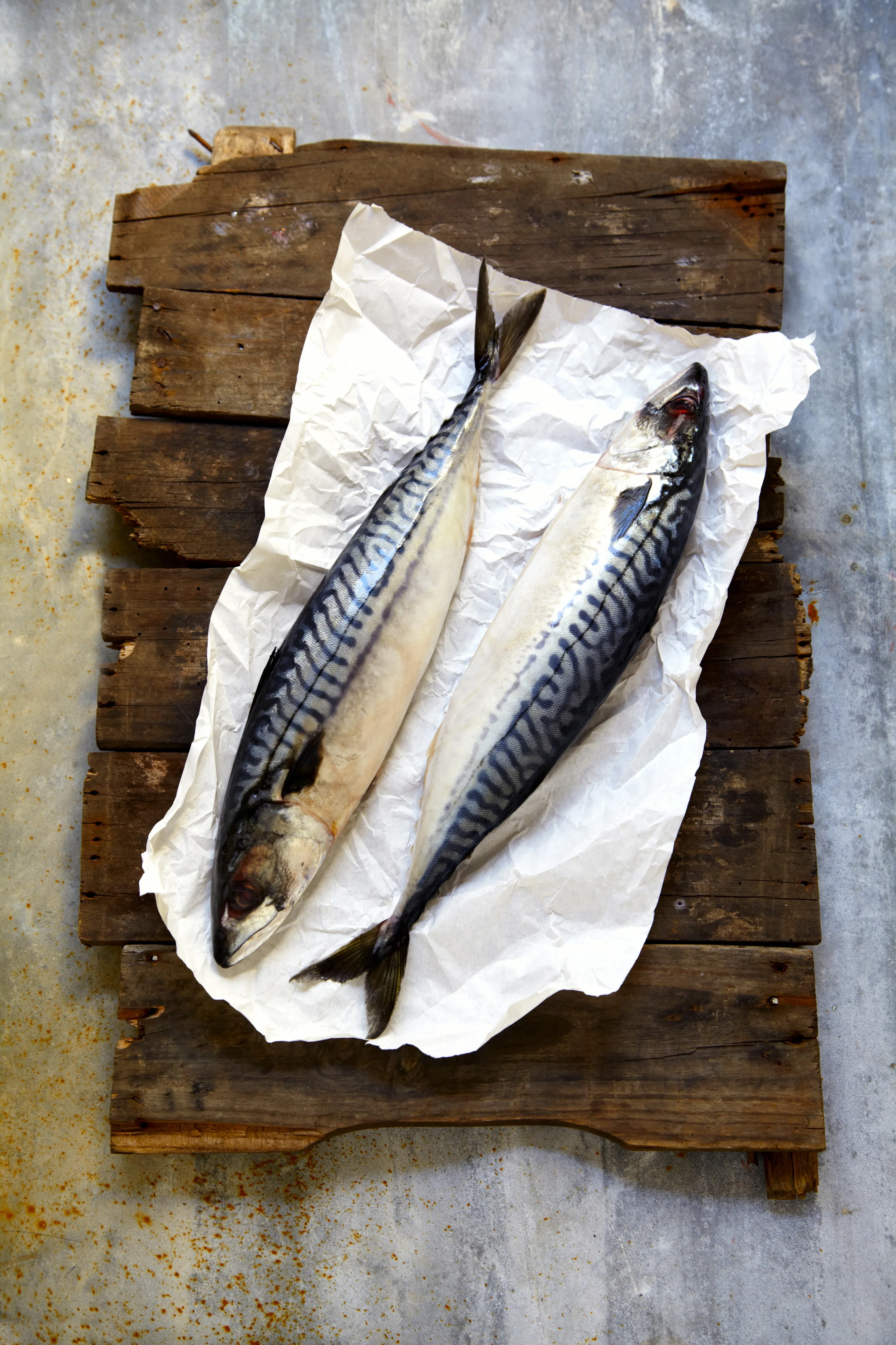 Mackerel.