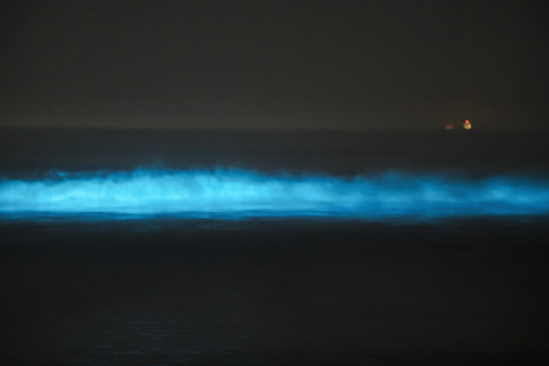 A35I4113biolumunescenceF.jpg