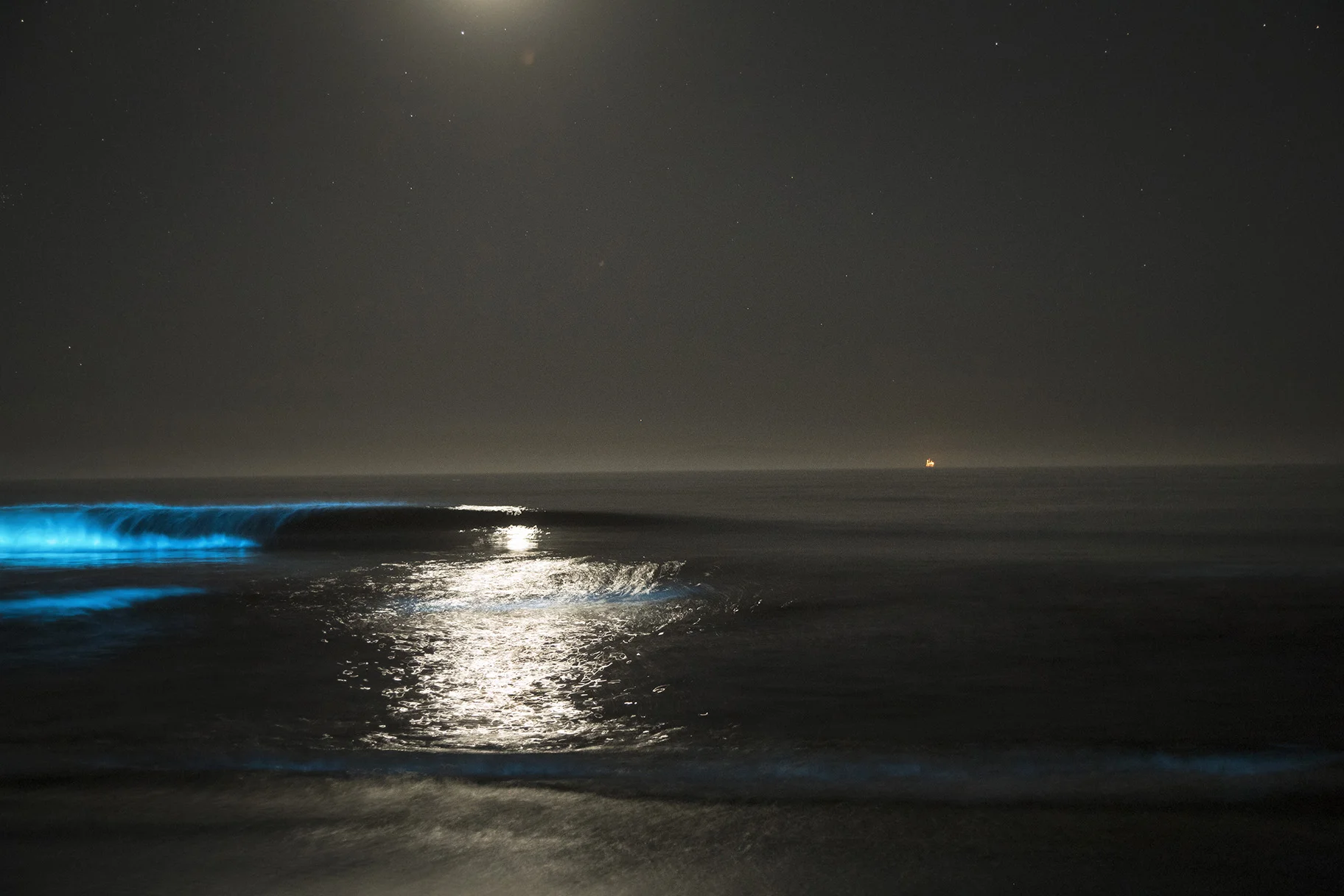 A35I4059biolumunescenceF.jpg