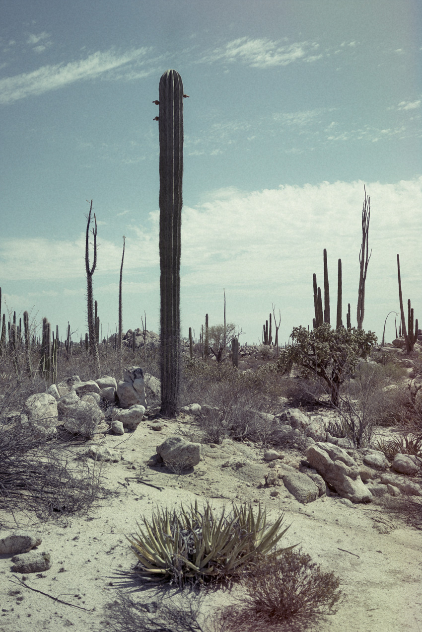 DSC02092_CactiF.jpg