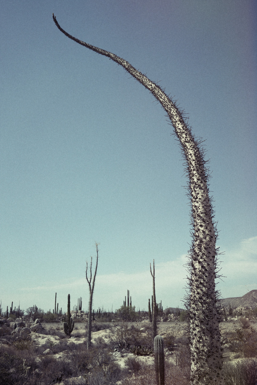 DSC02114_CactiF.jpg