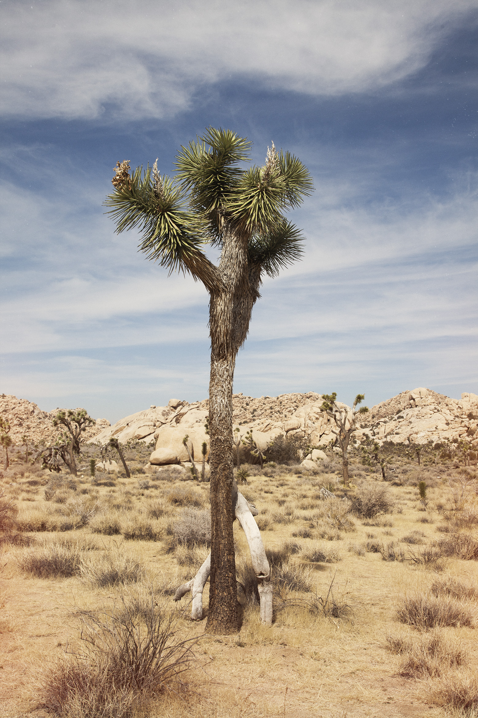 IMG_2733joshuatreeF.jpg