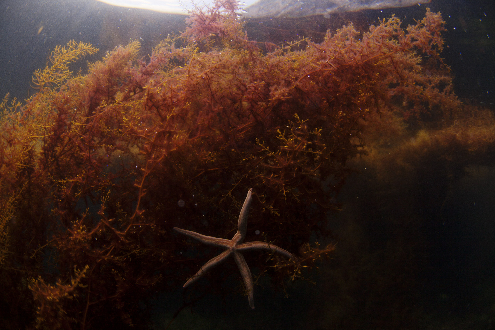 IMG_3359starfishF.jpg
