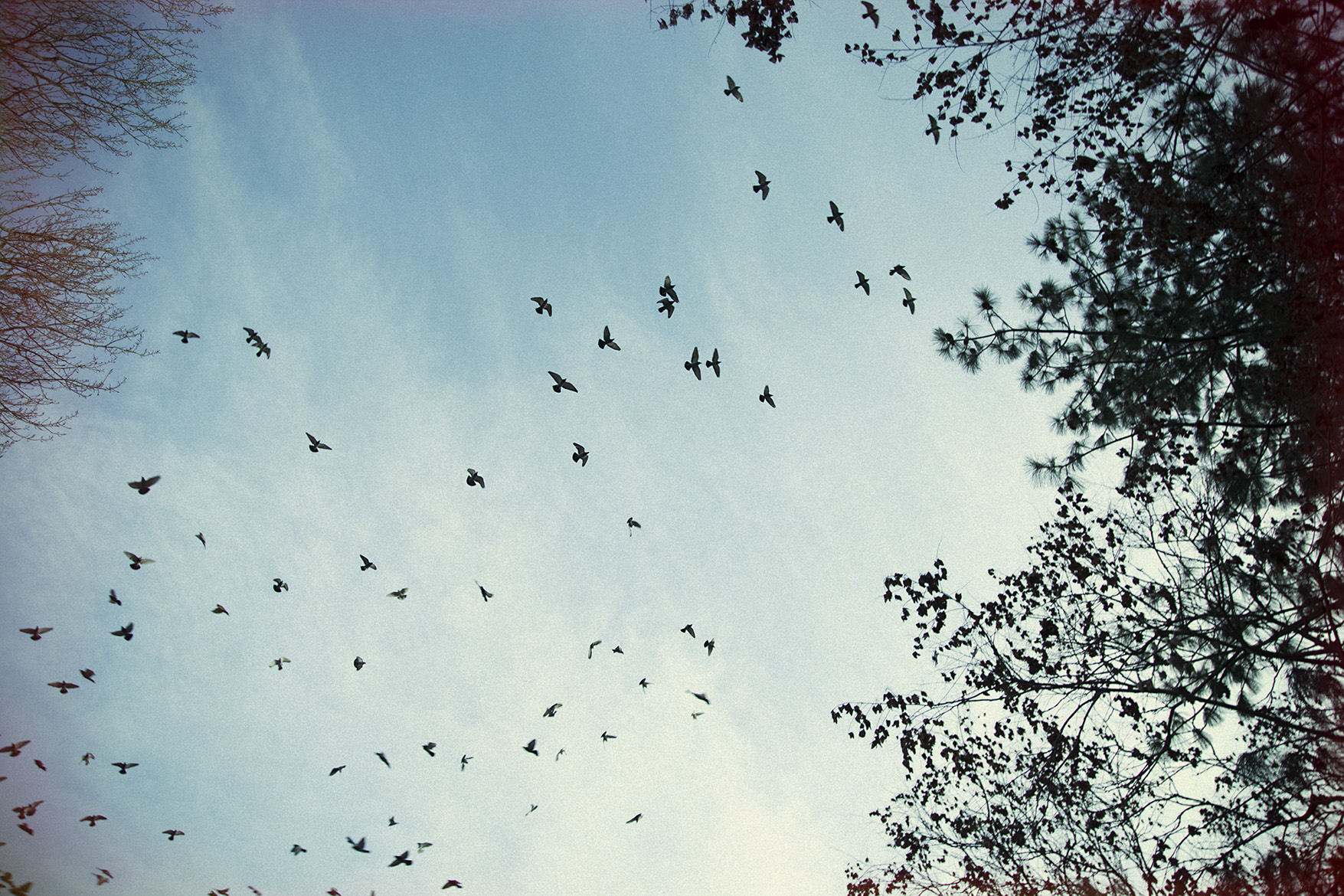 IMG_4277birdsfinal.jpg