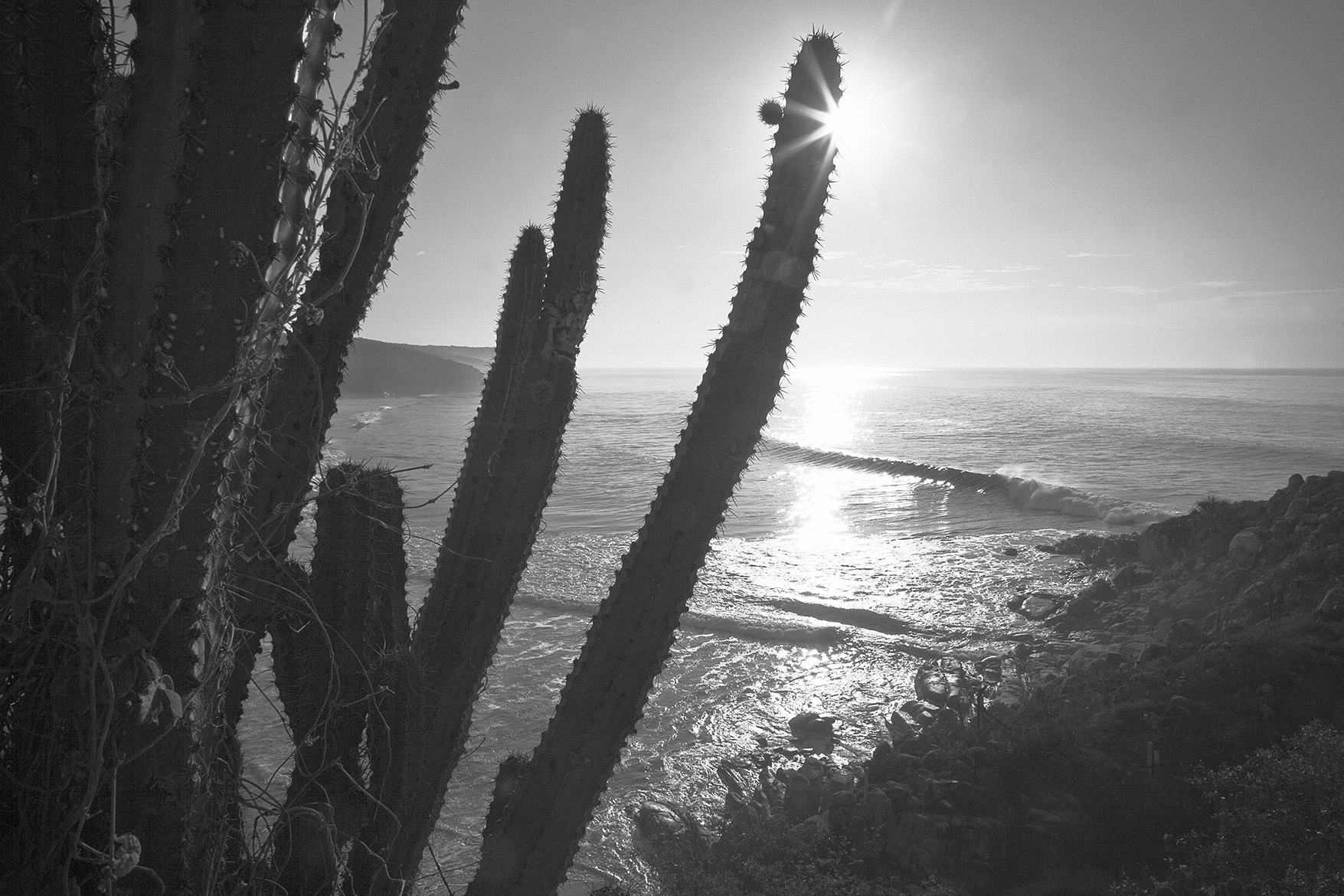 IMG_4908cactiwaveblkwhtFlowres.jpg