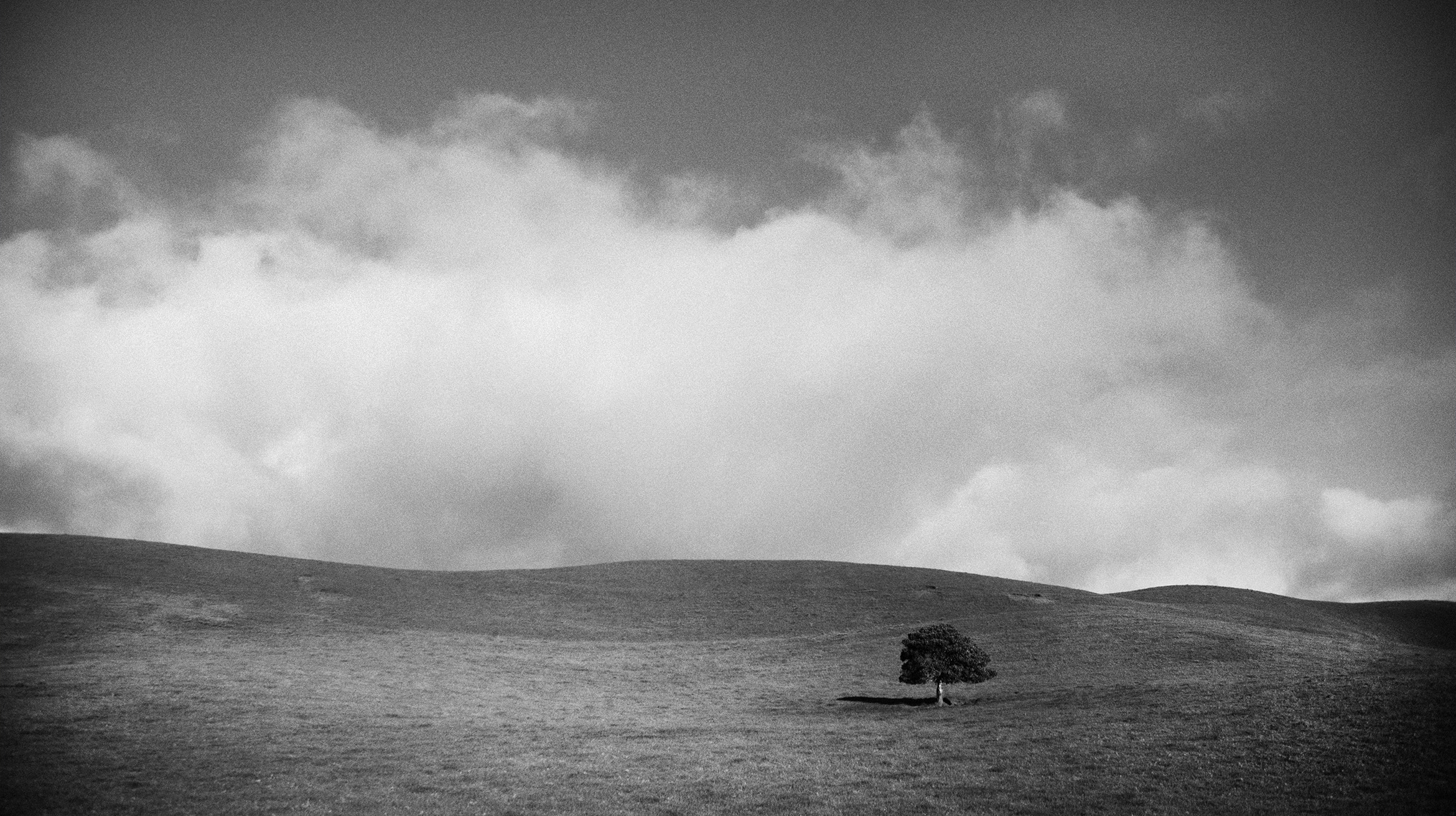 IMG_7606_TREE_SIMPLEblkwhtF.jpg