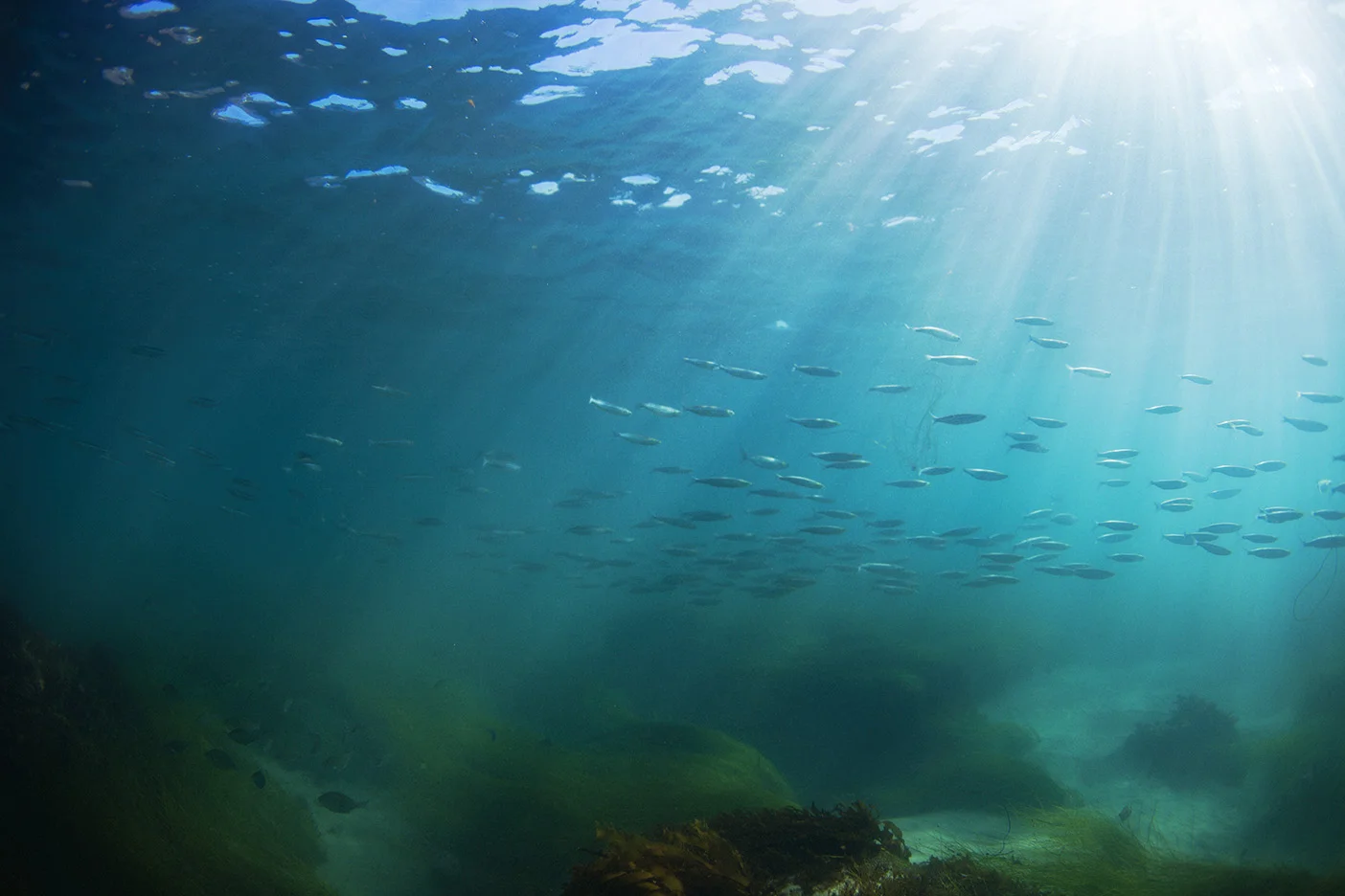 IMG_7596_Fishies_diveF.jpg