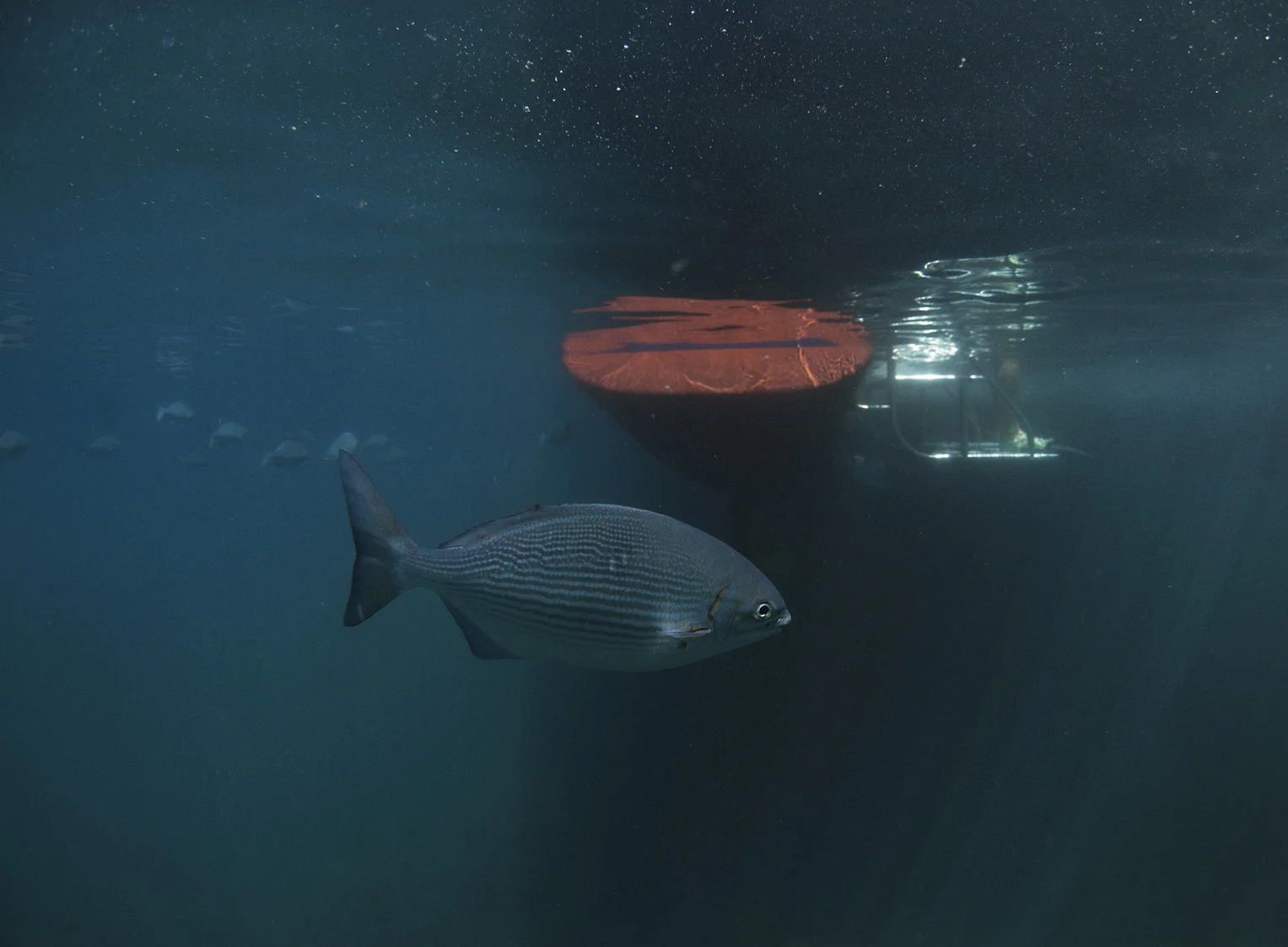 IMG_7807_fishboatF.jpg