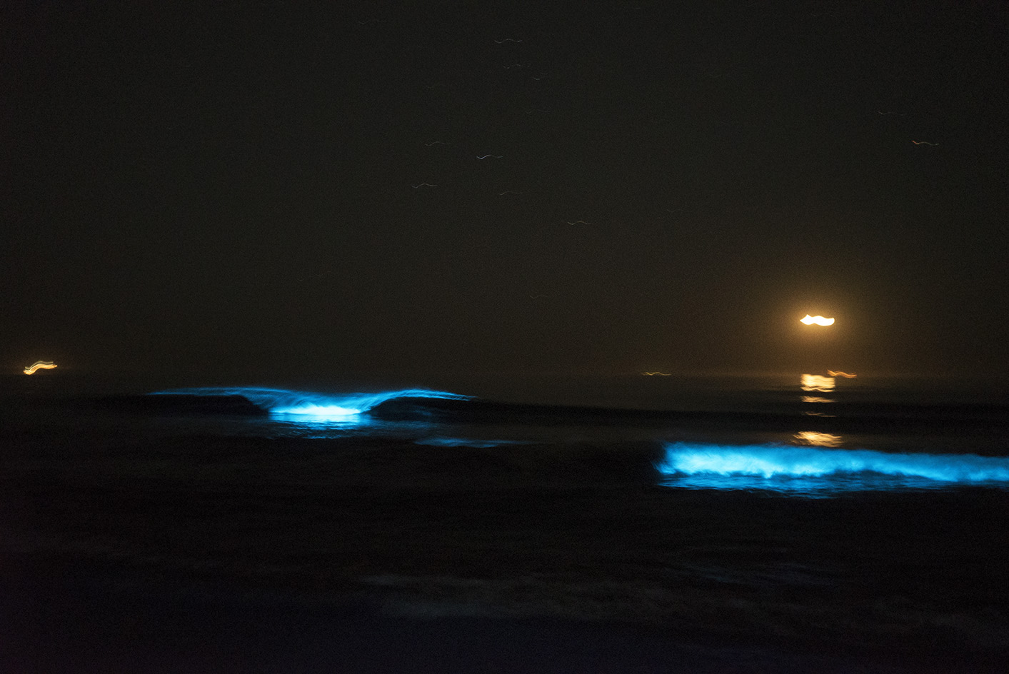 DSC07283biolumunescenceF.jpg