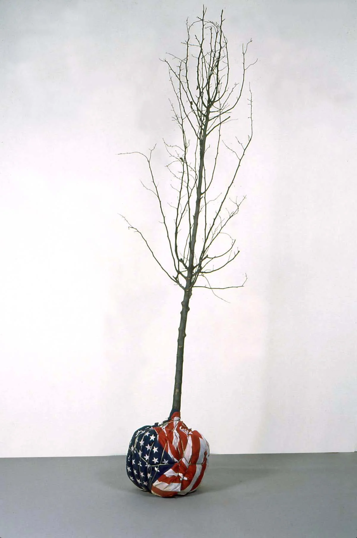 flag tree.jpg