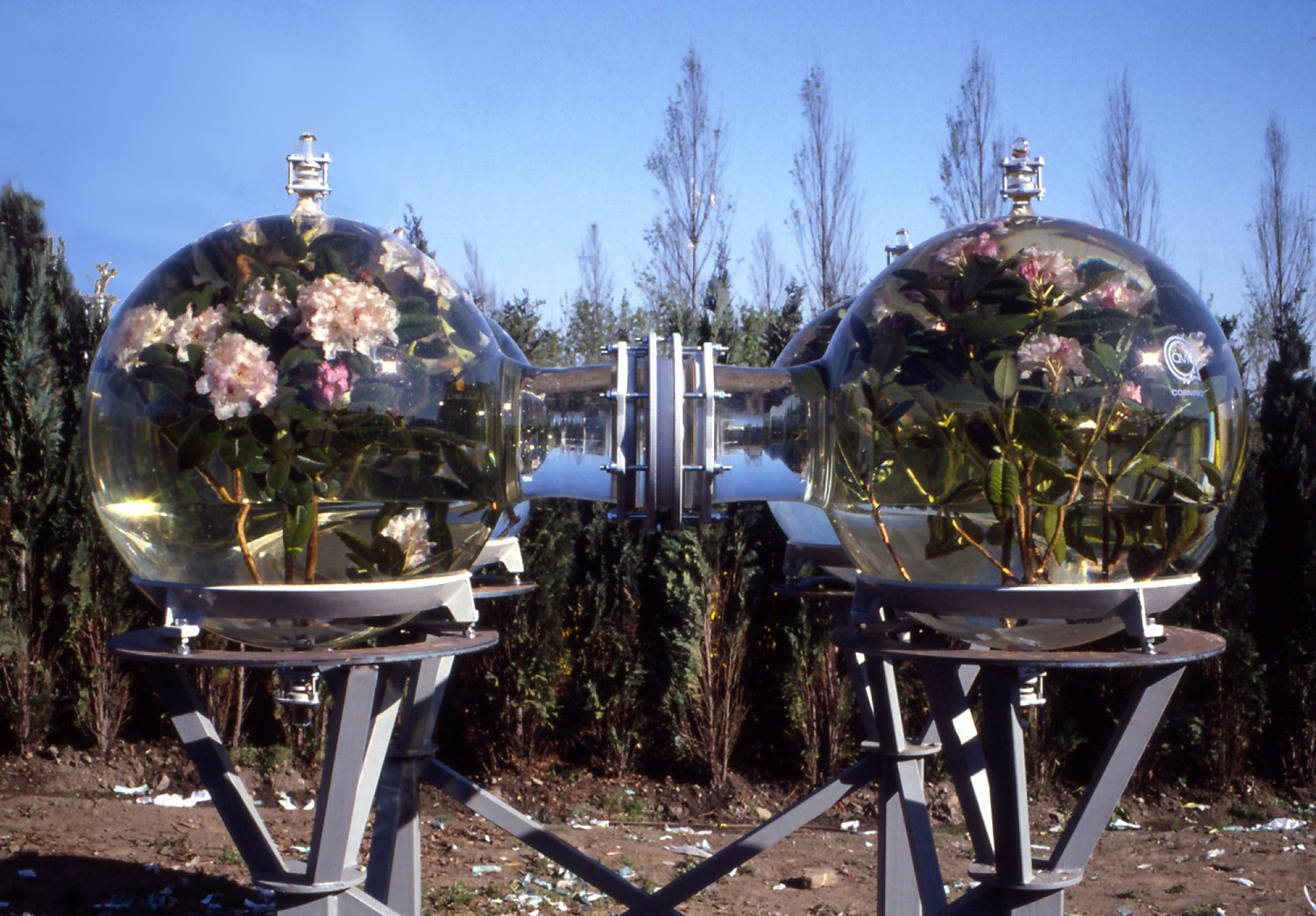 rhododendrons.jpg