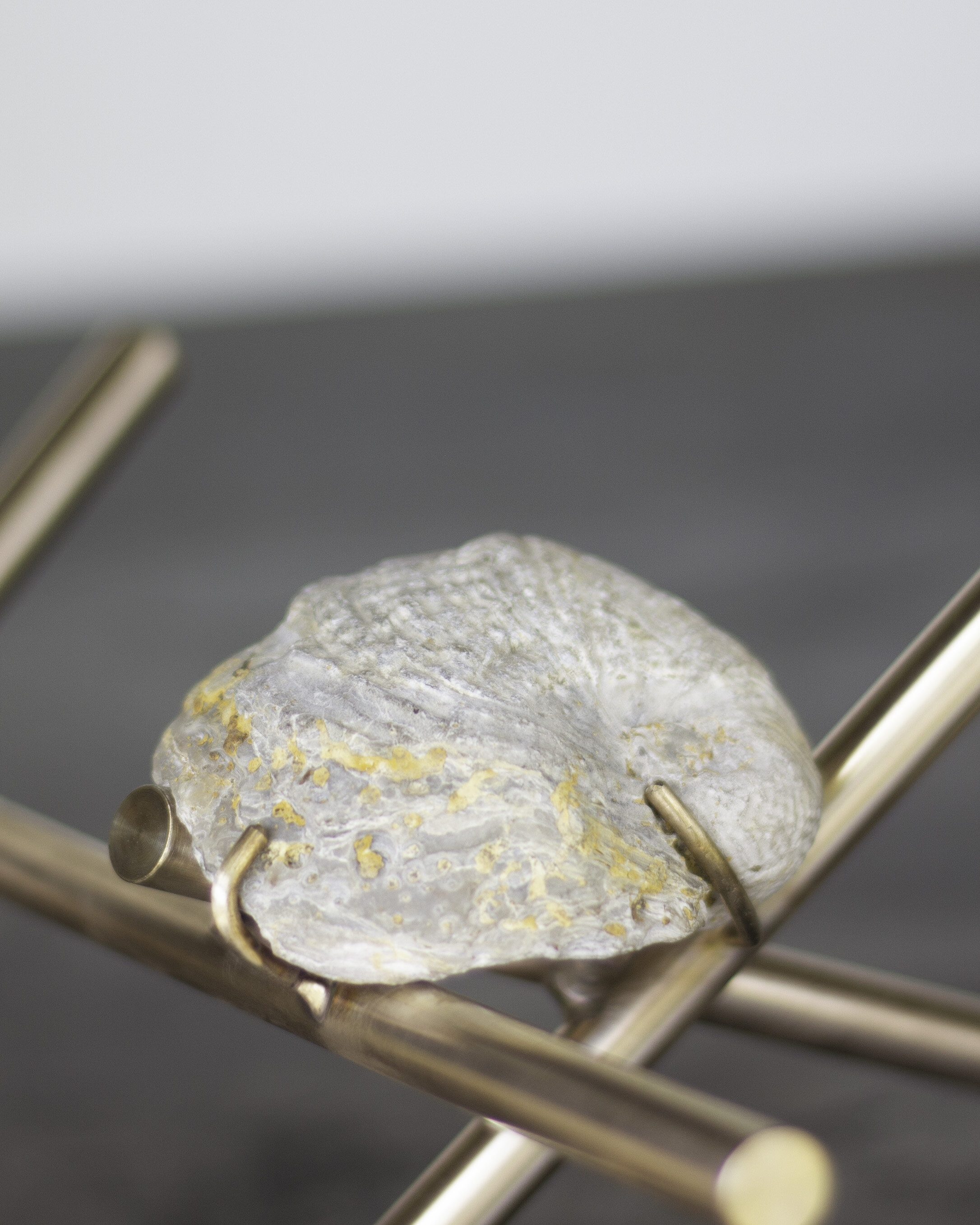 fossils-detail-shell.jpg