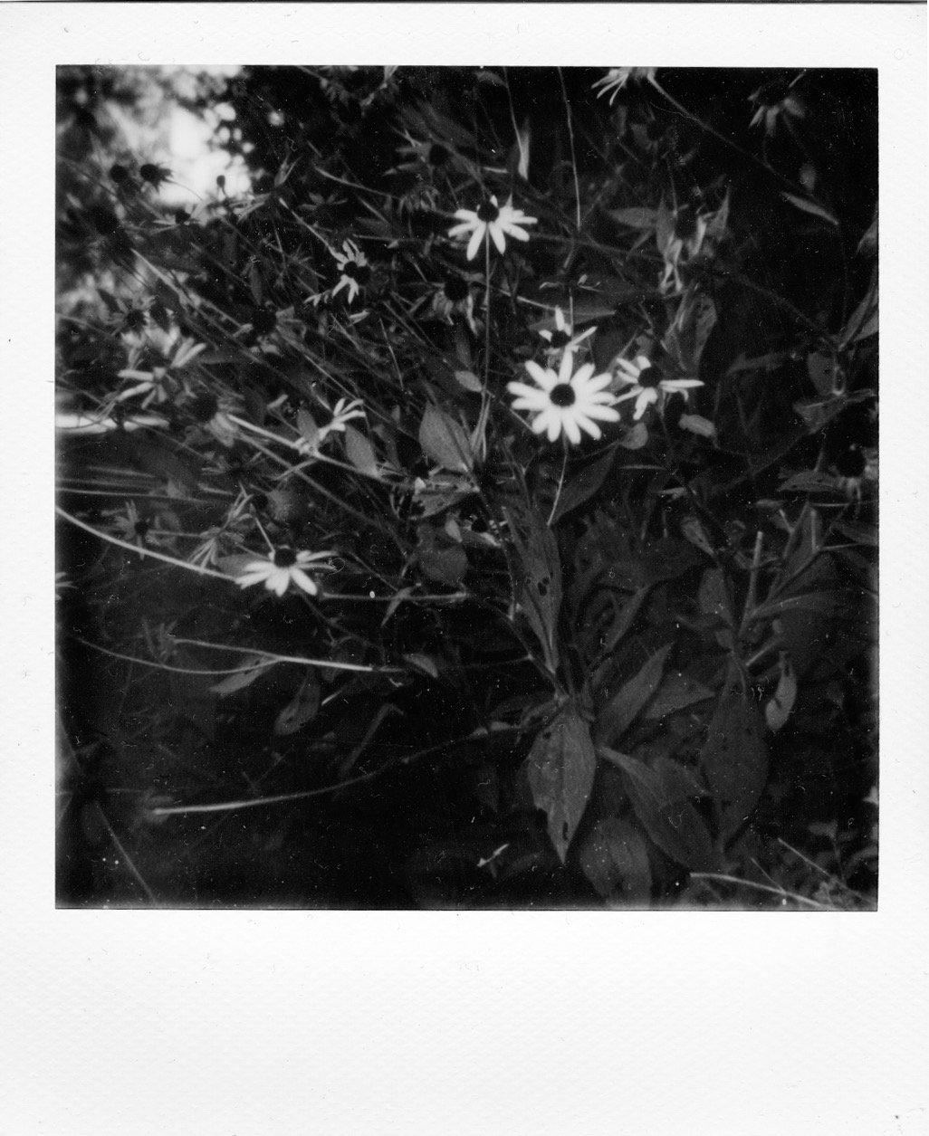 Black Eyed Susans in the Garden, Black & White Landscape Polaroid