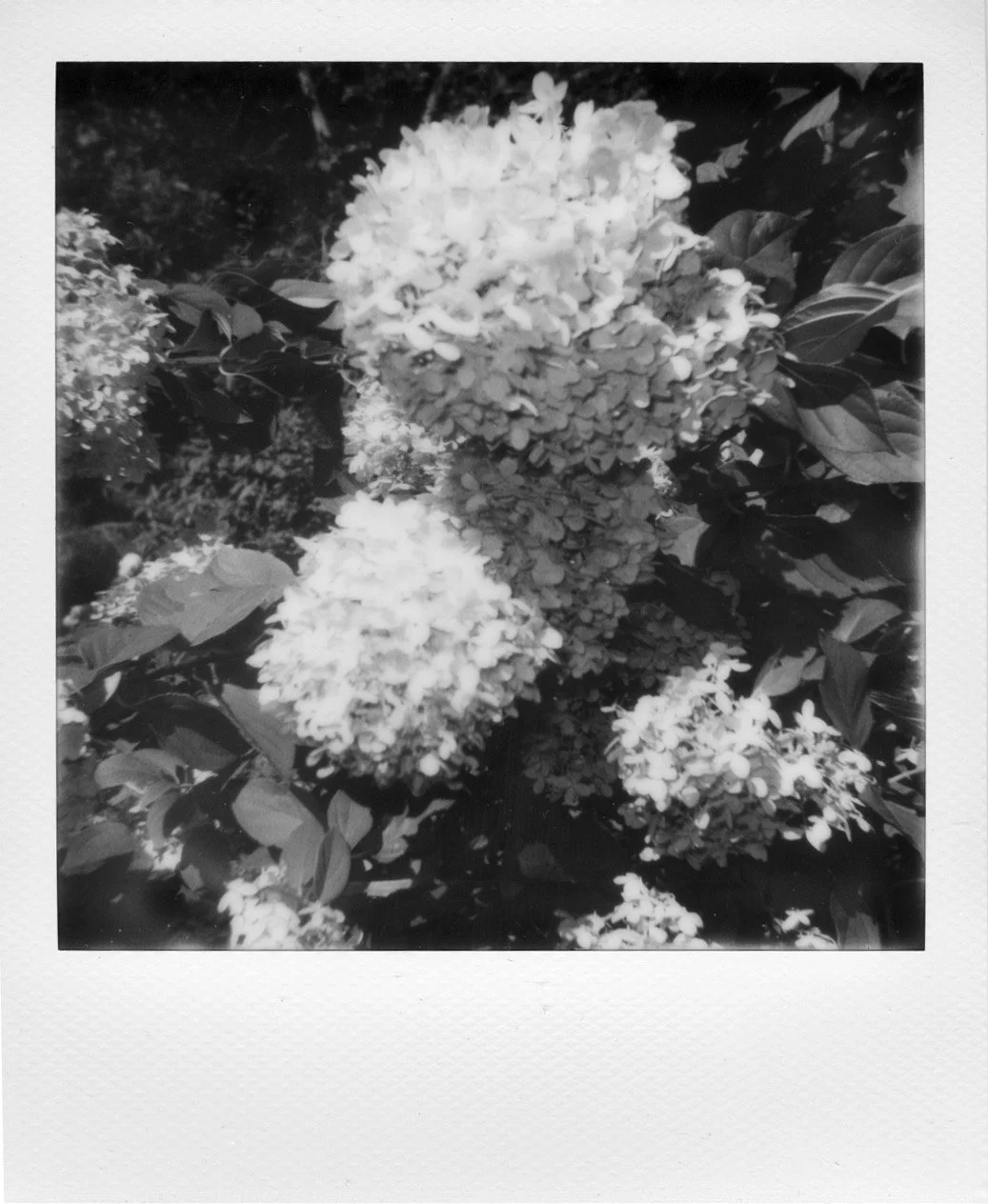 Hydrangea in the Garden, Black & White Landscape Polaroid