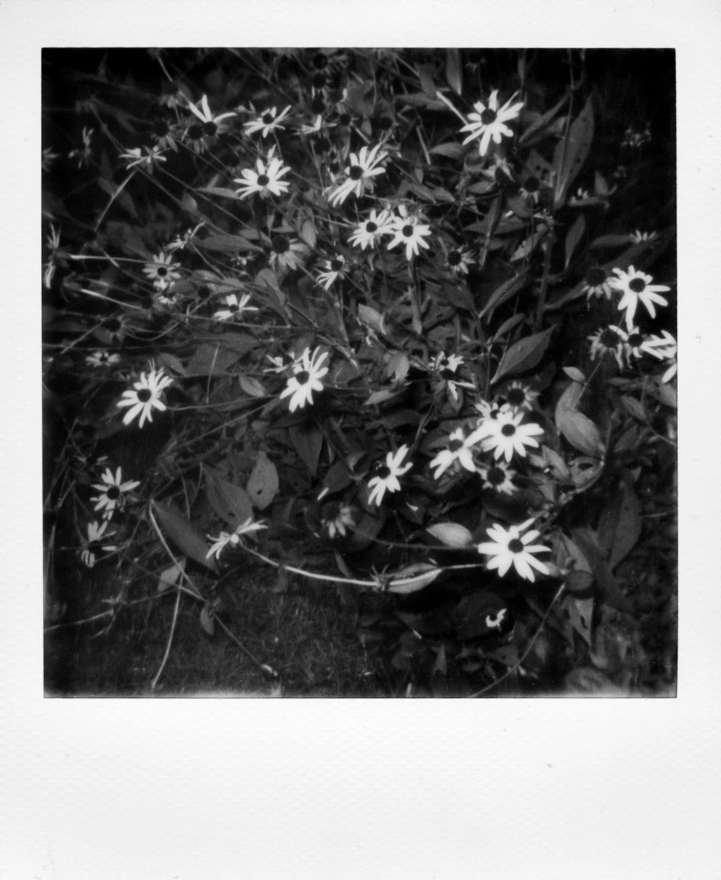 Black Eyed Susans in the Garden, Black & White Landscape Polaroid