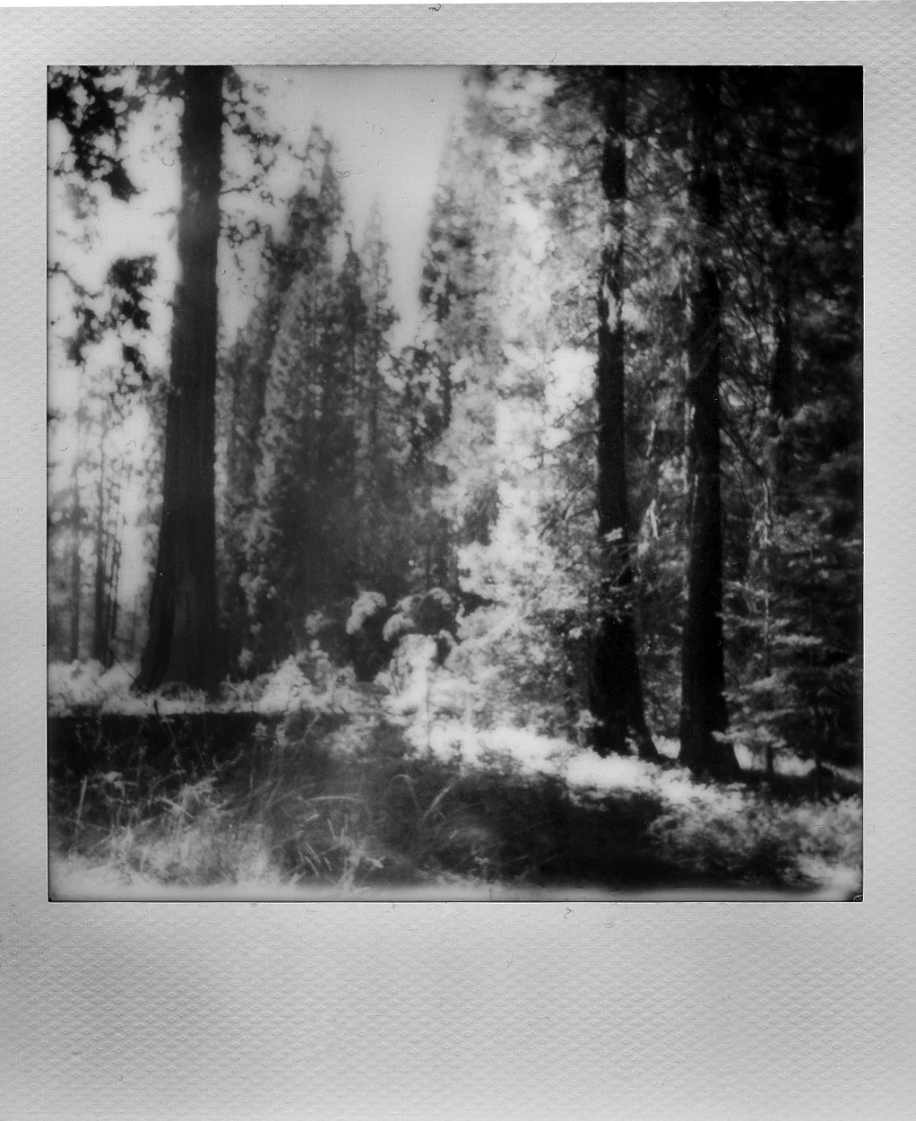 Yosemite National Park, Black & White Landscape Polaroid