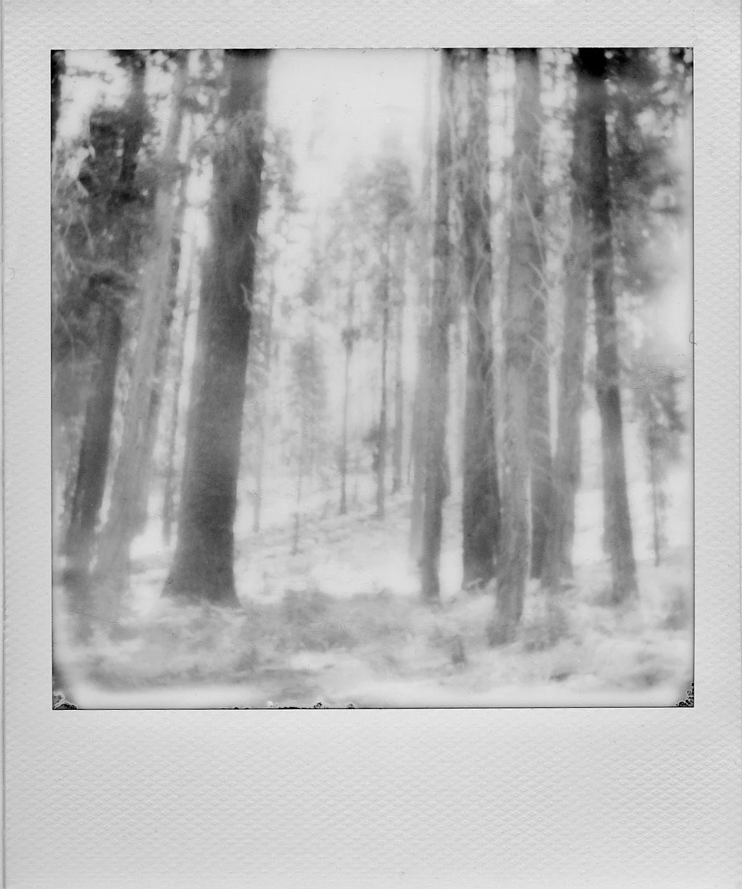 Yosemite National Park, Black & White Landscape Polaroid