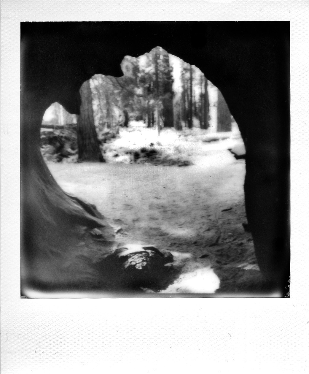 Sequoia National Park, Black & White Landscape Polaroid