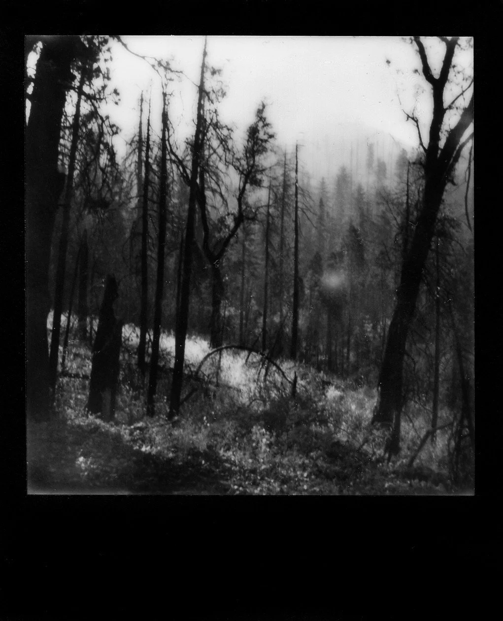 Yosemite National Park, Black & White Landscape Polaroid