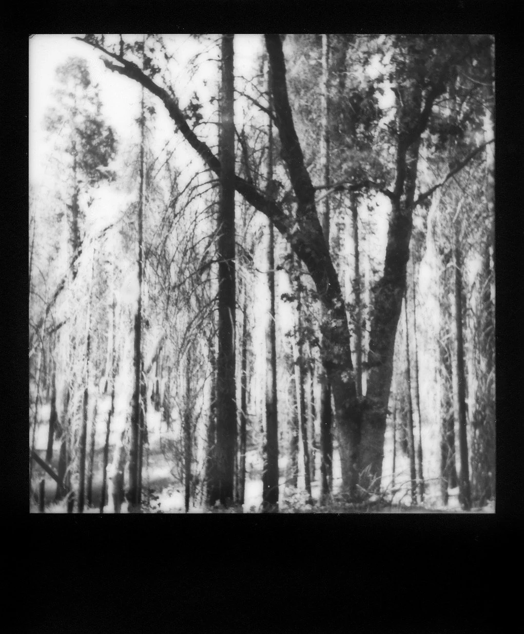 Yosemite National Park, Black & White Landscape Polaroid