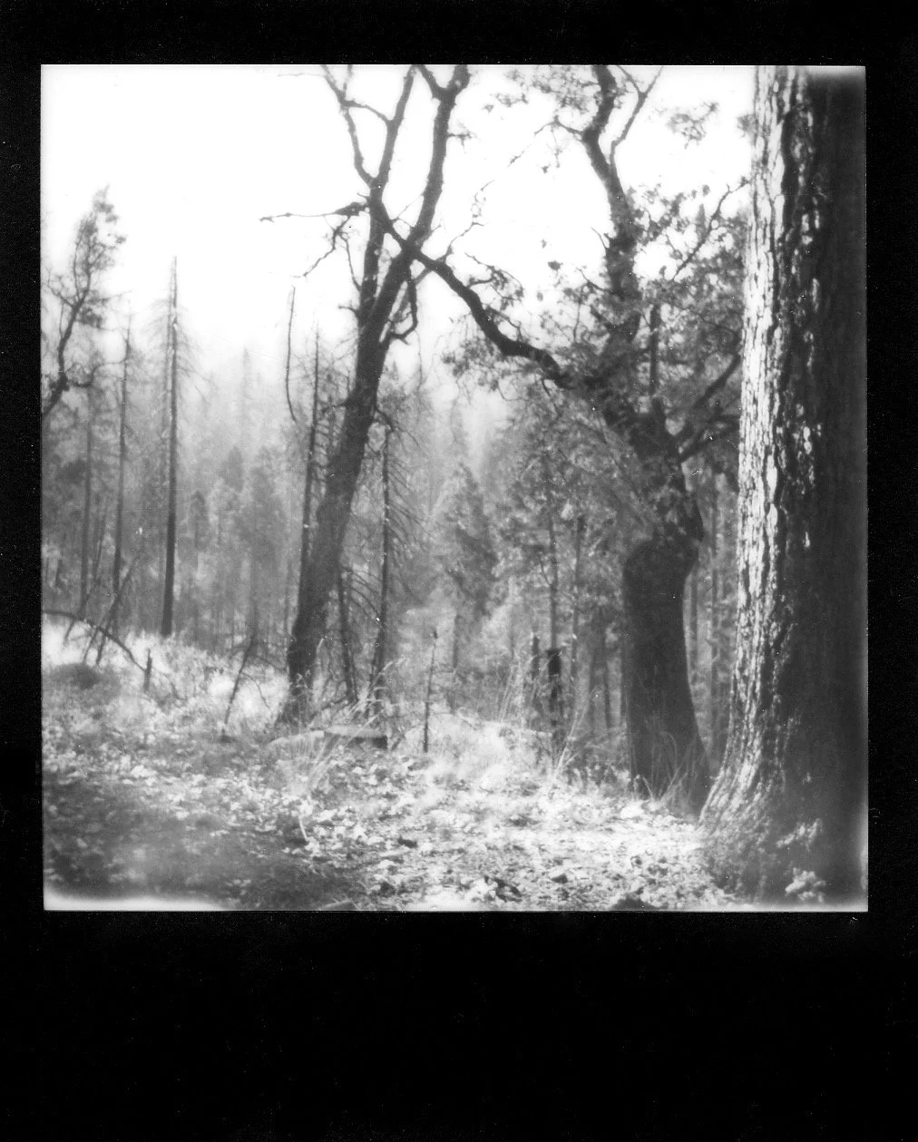 Yosemite National Park, Black & White Landscape Polaroid