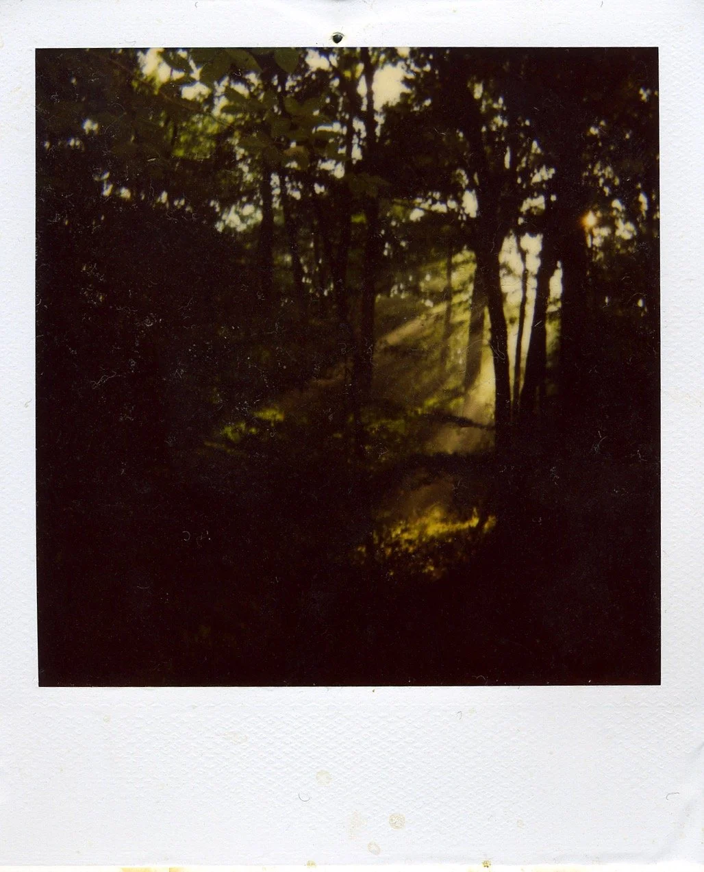 Rockefeller State Park, Landscape Polaroid