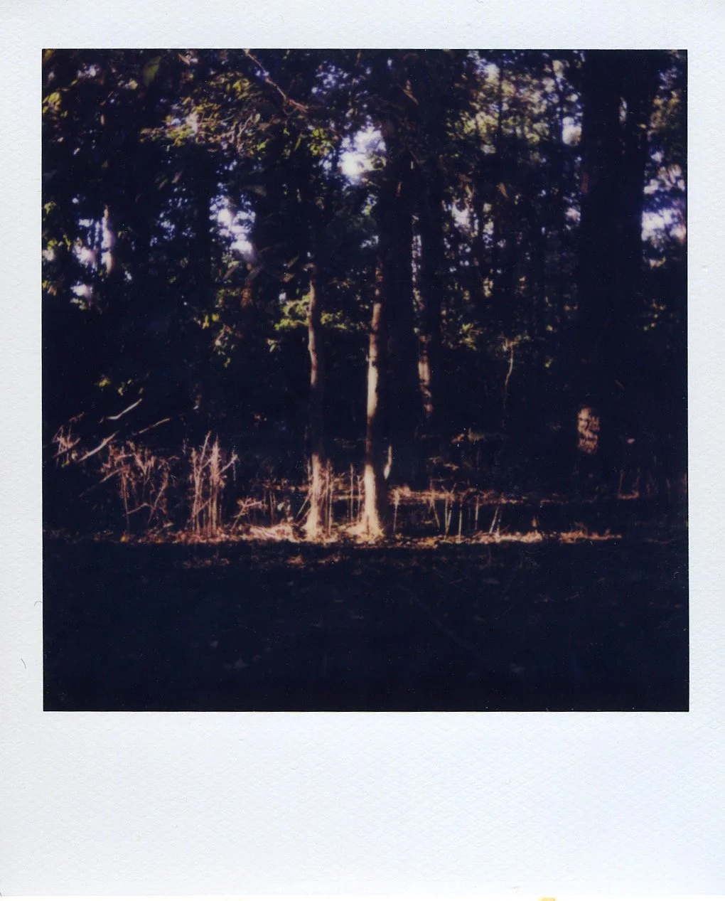 Into the Woods, Landscape Polaroid