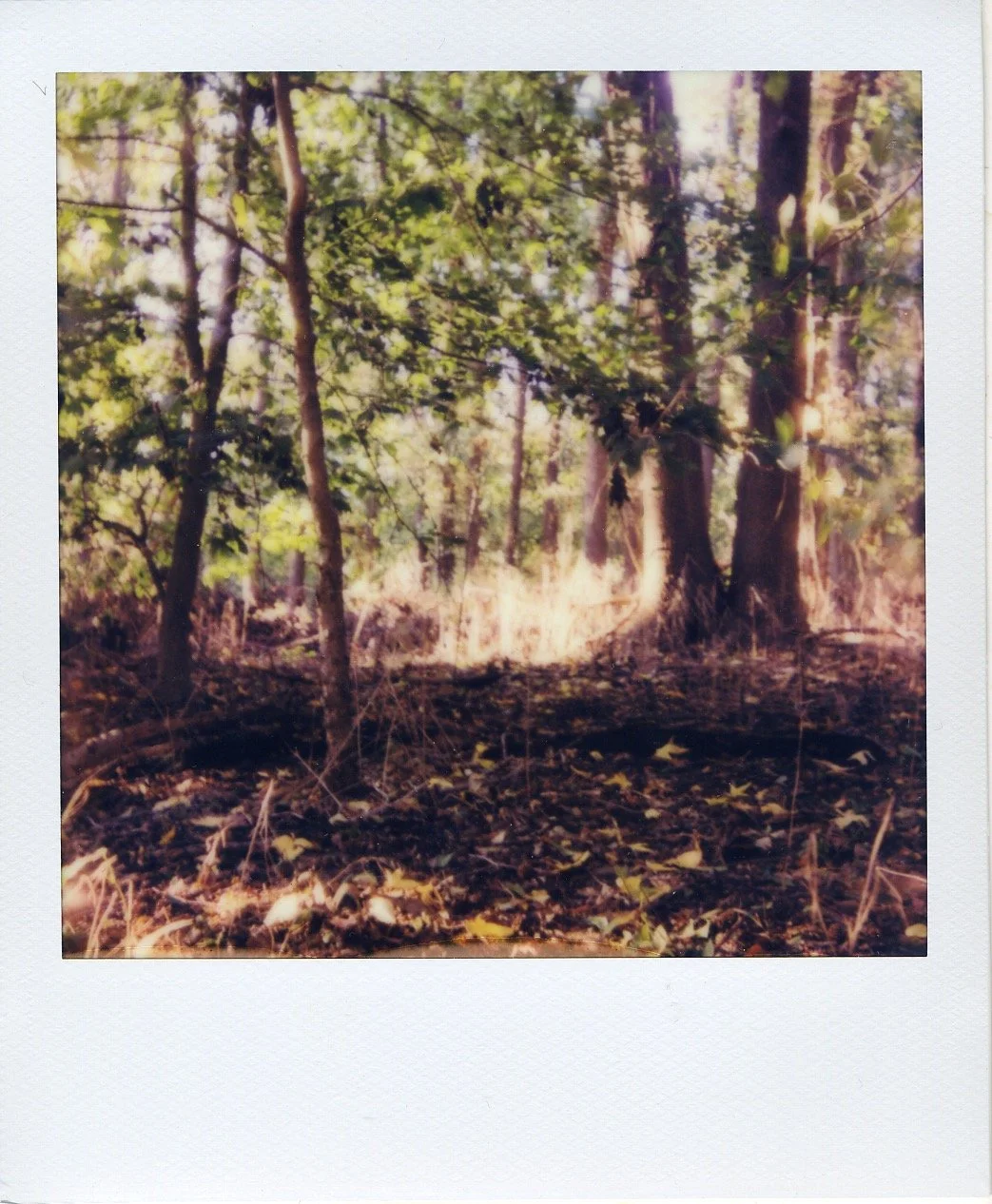 Summer Landscape, Polaroid