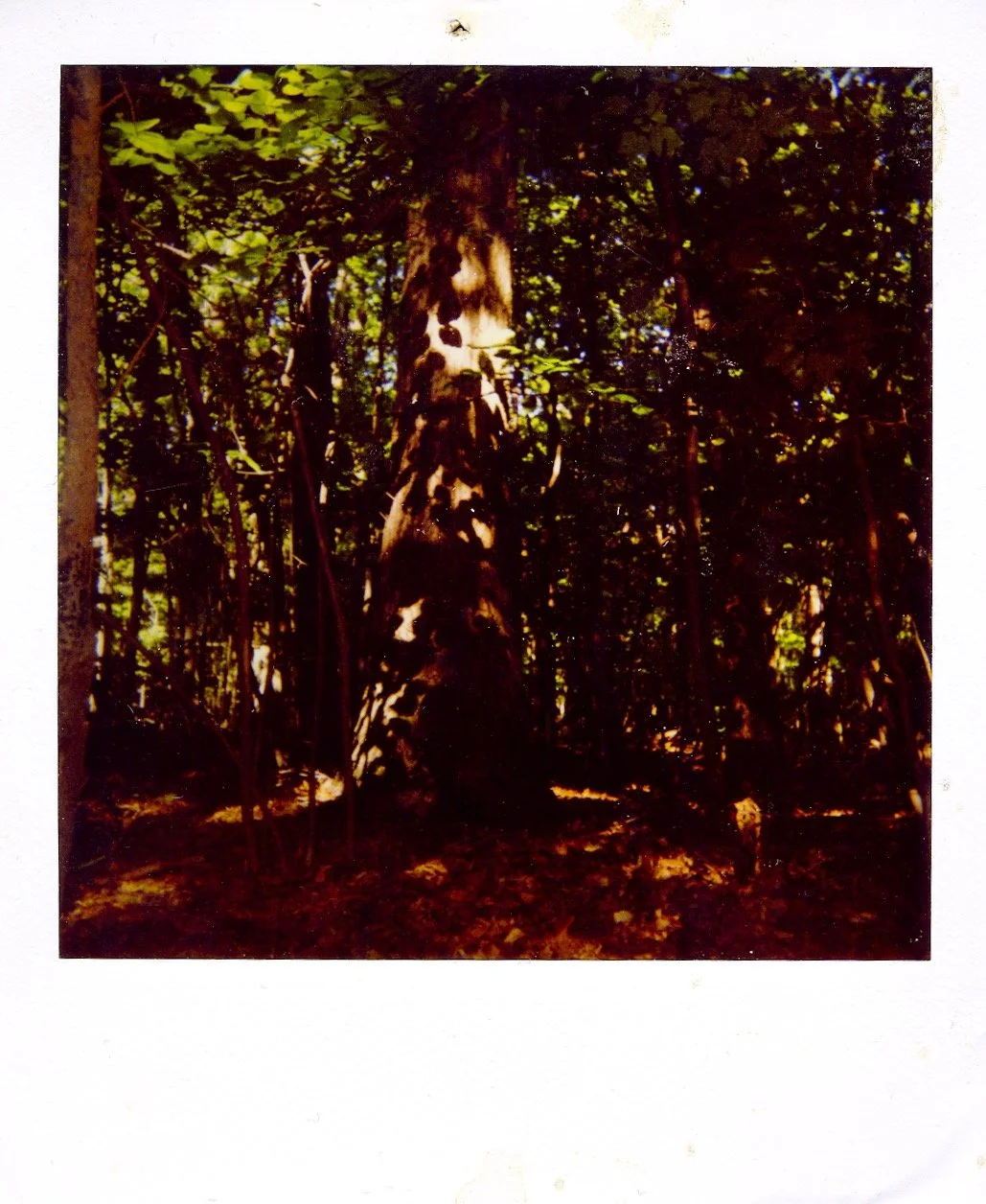 Fall Landscape, Polaroid