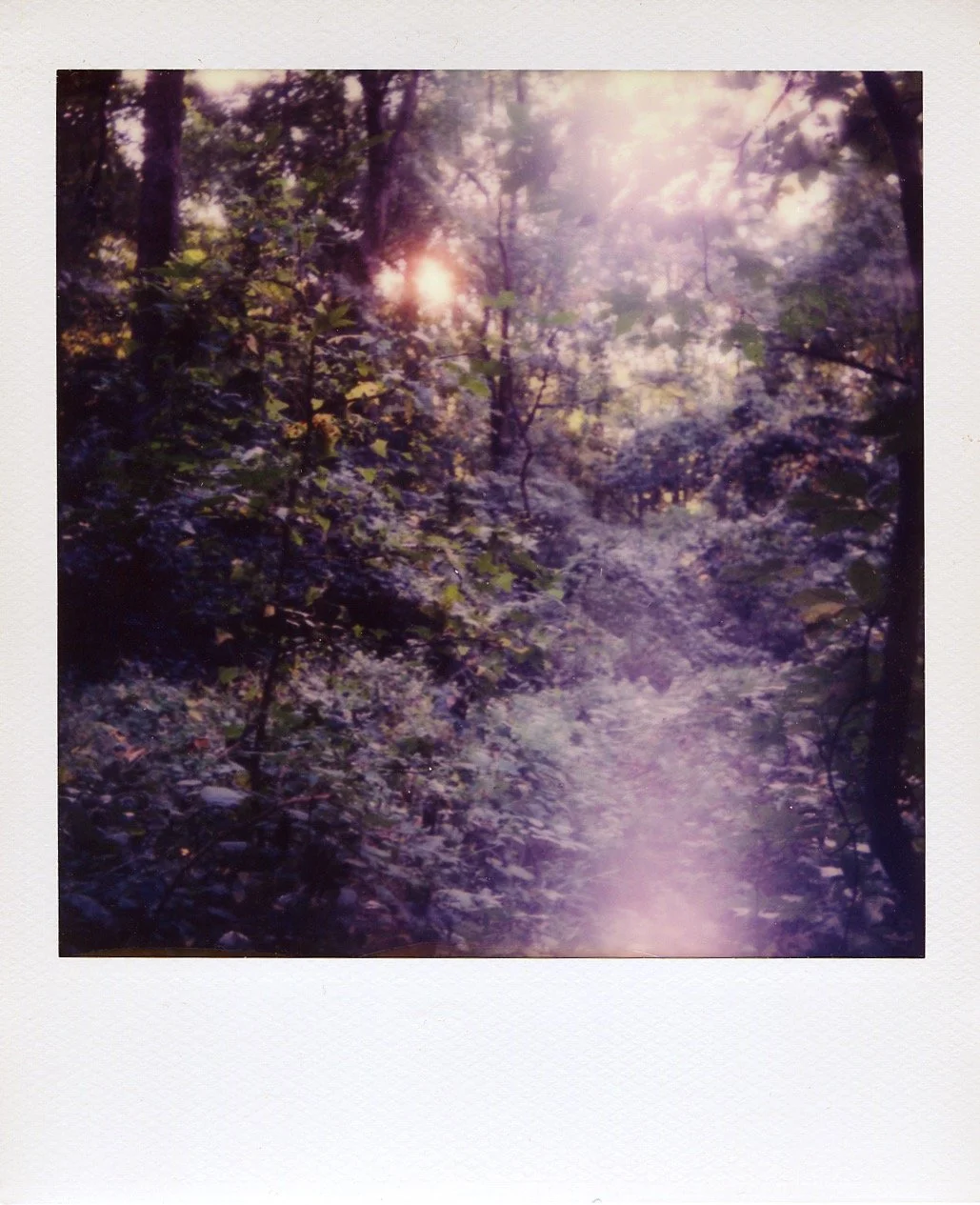 Summer Landscape, Polaroid