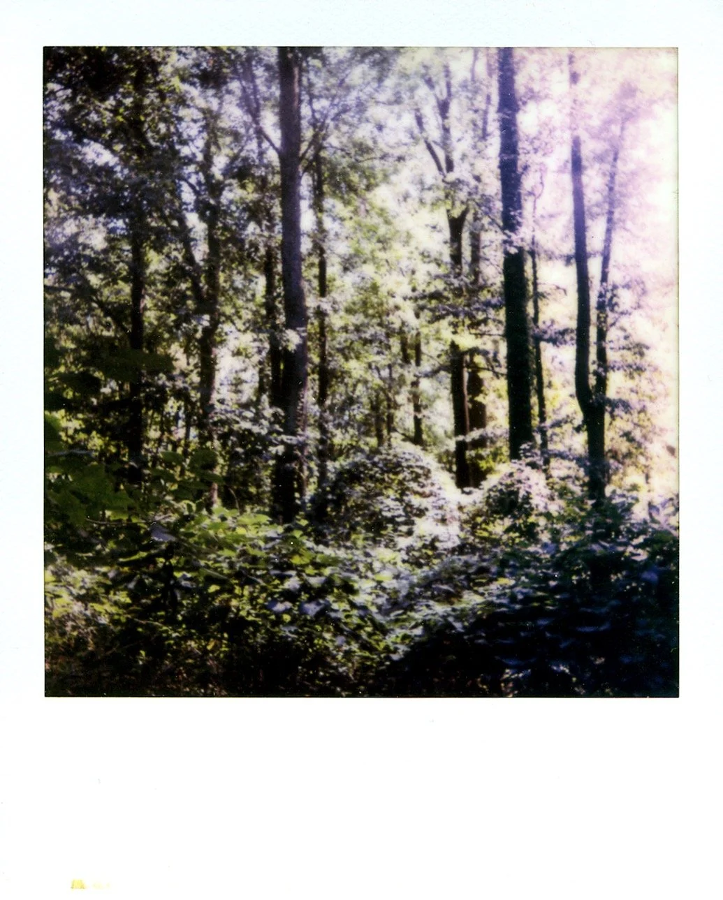 Summer Landscape, Polaroid