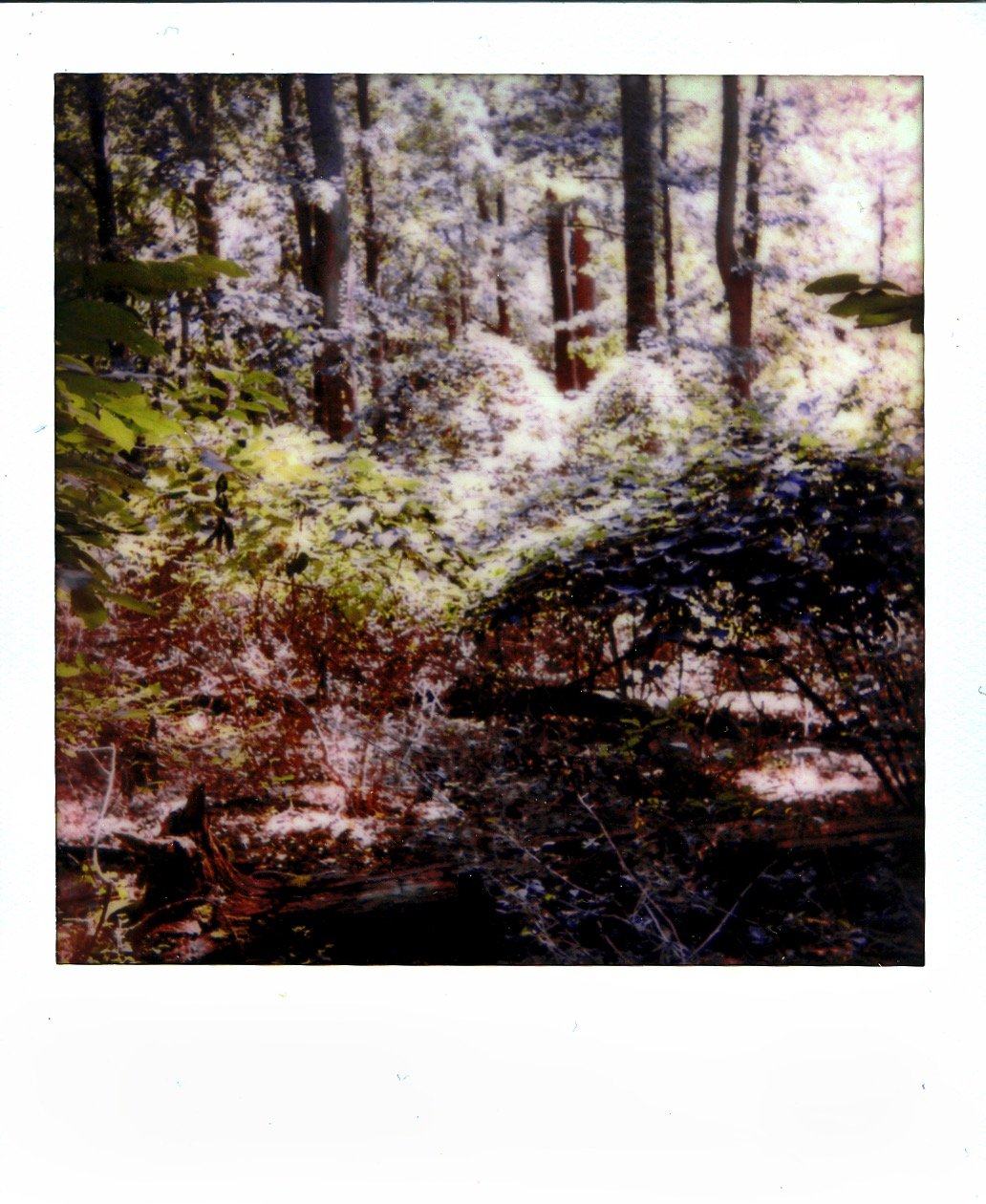 Summer Landscape, Polaroid