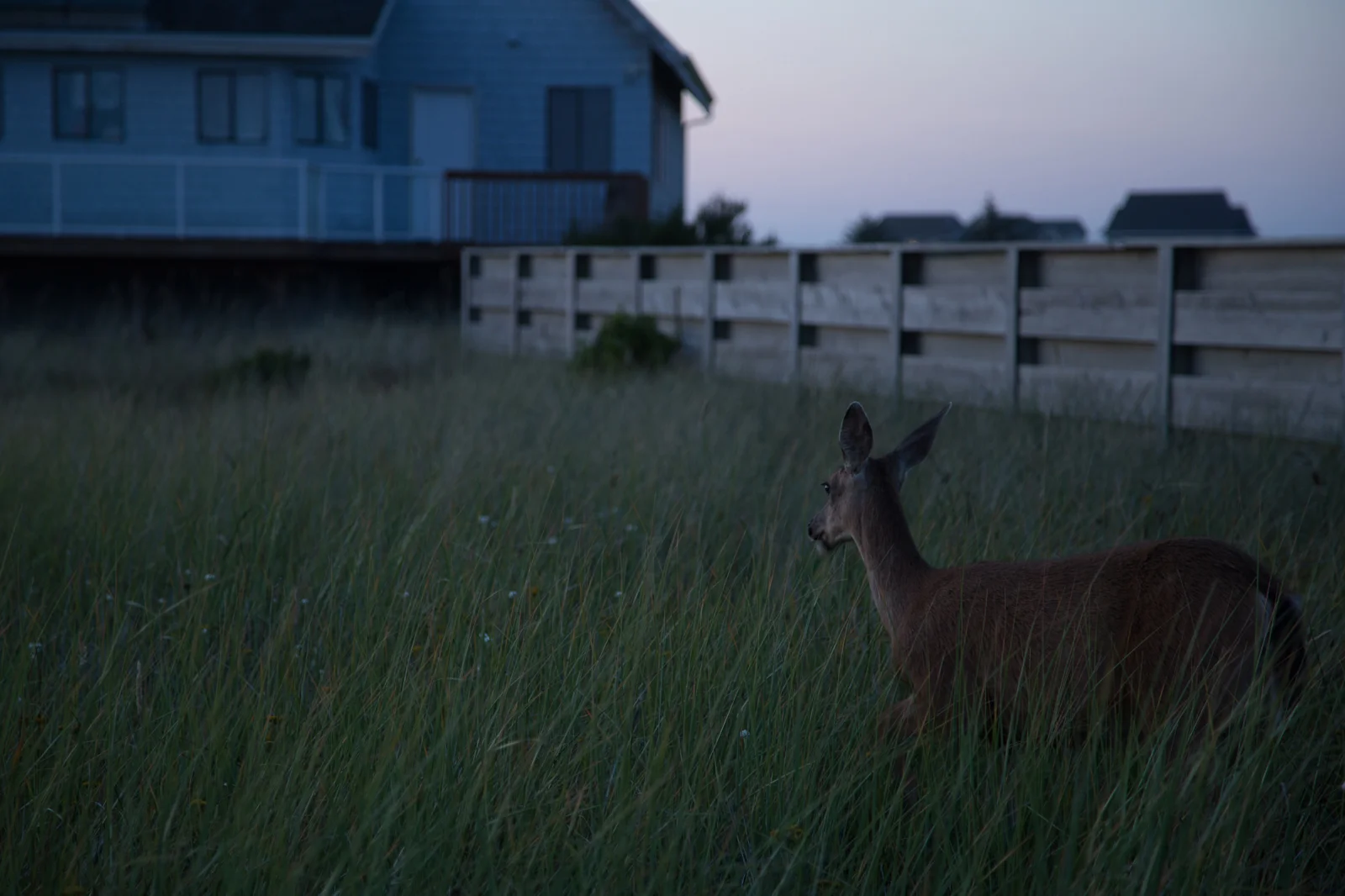 Blacktail