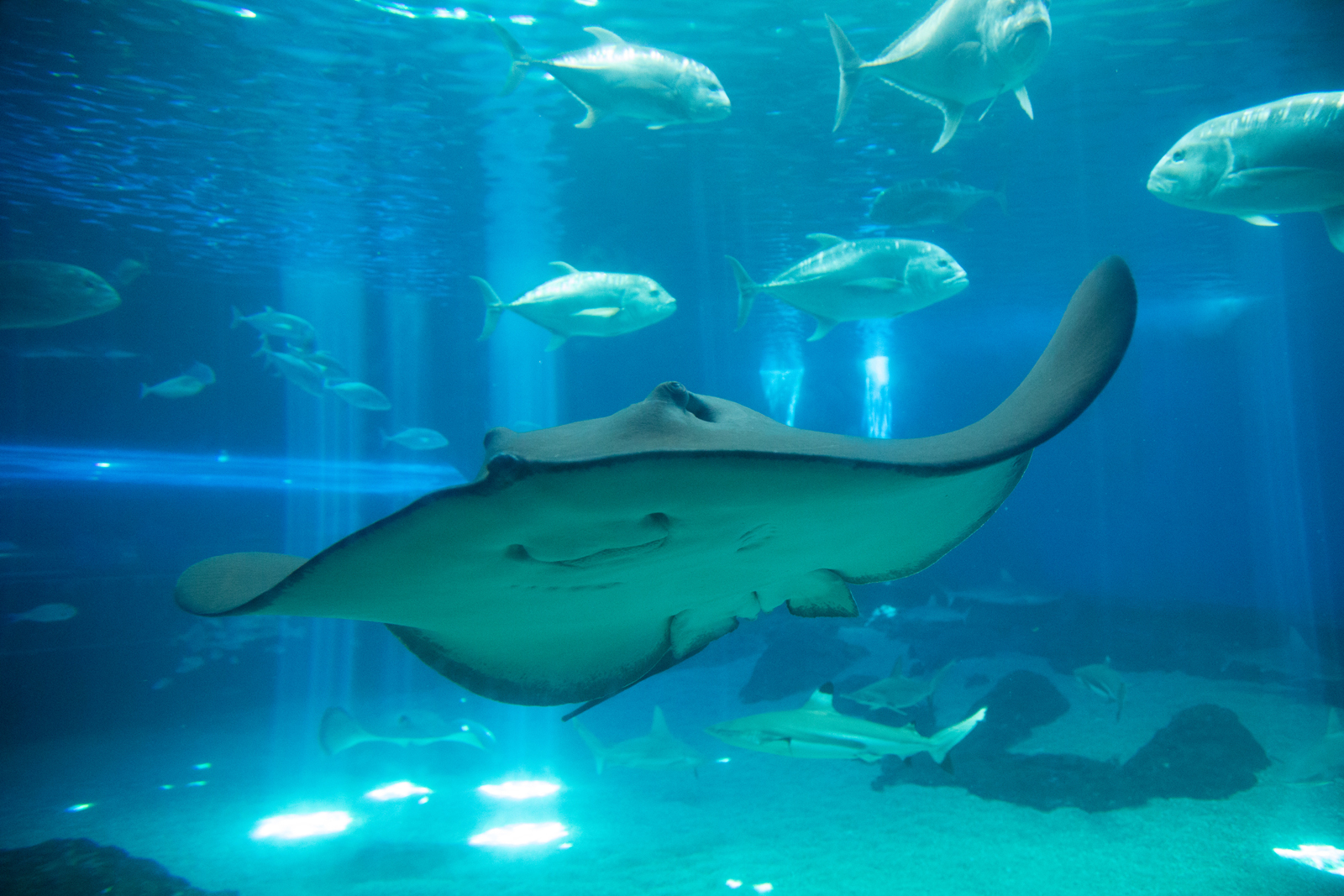 Stingray