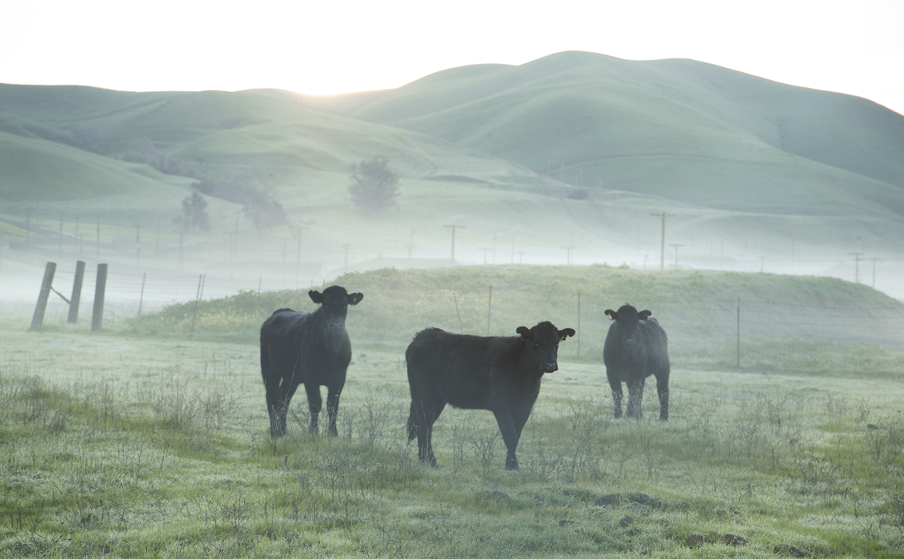 Cows