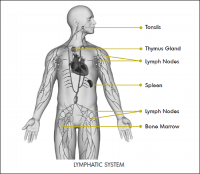 Lymphatic system.png