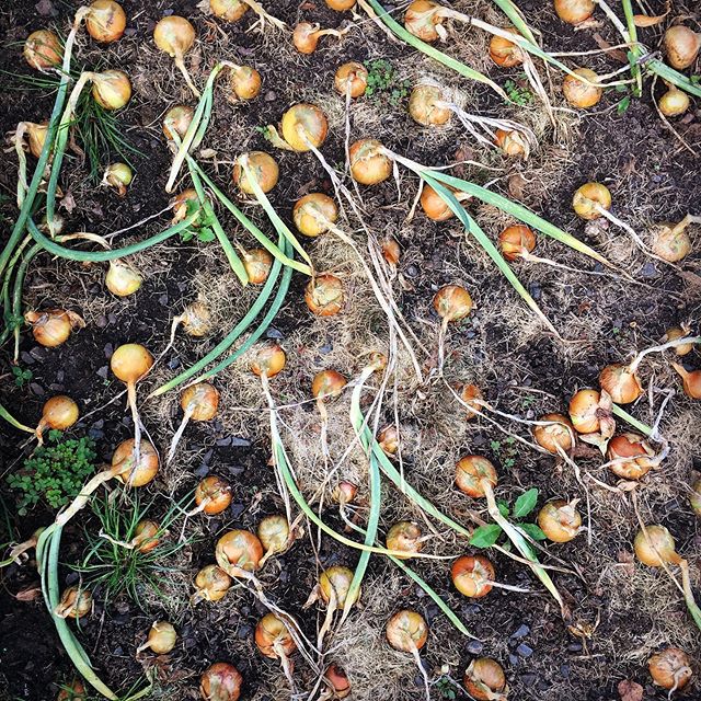 Jeans Onions