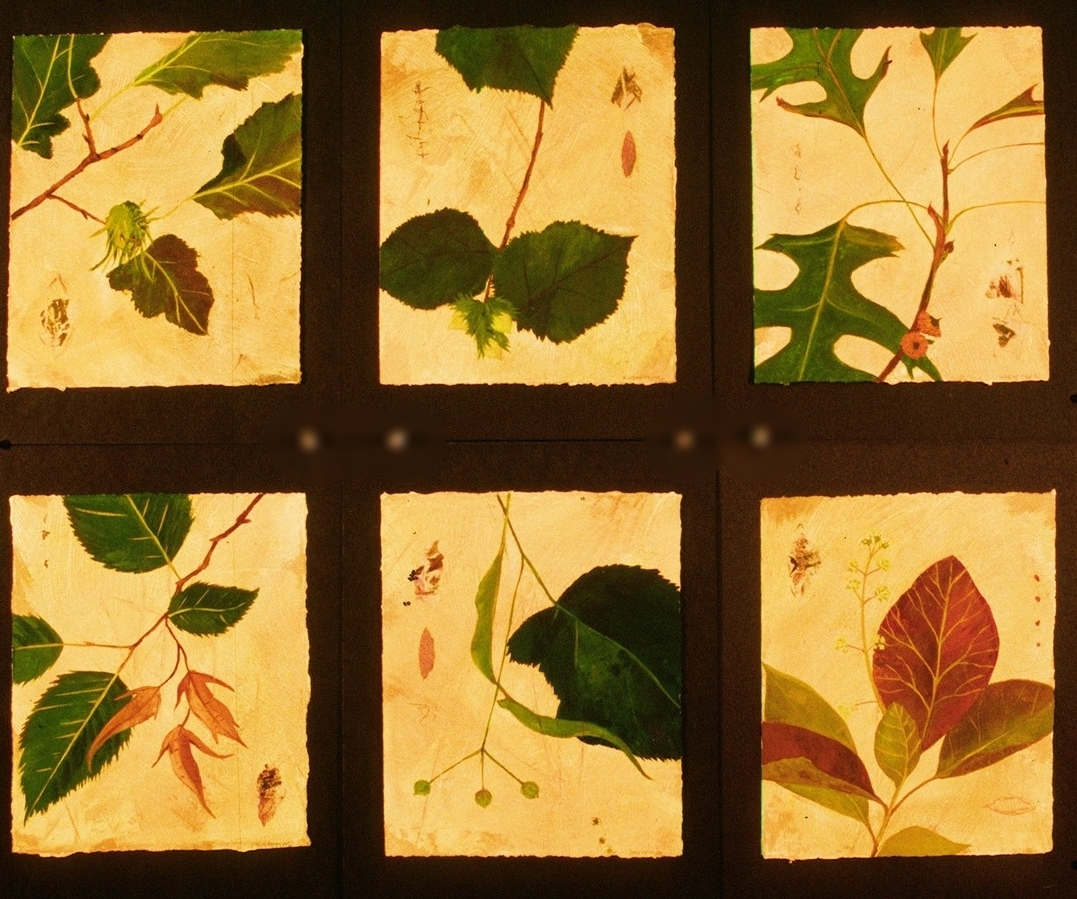 Linden - Hazel Leaves