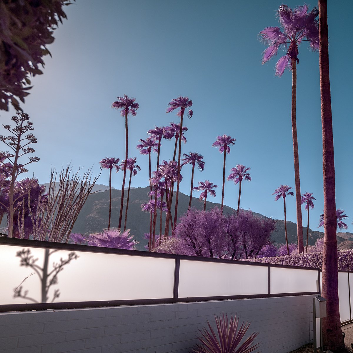 TM-PALM-SPRINGS-9-REDUCED.jpg