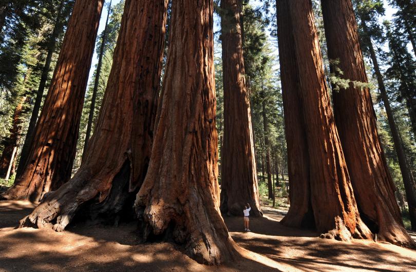 Giant Sequoia Trees at Sequoia National Park, CA. Photo courtesy of Getty Images/Mark Ralston.
