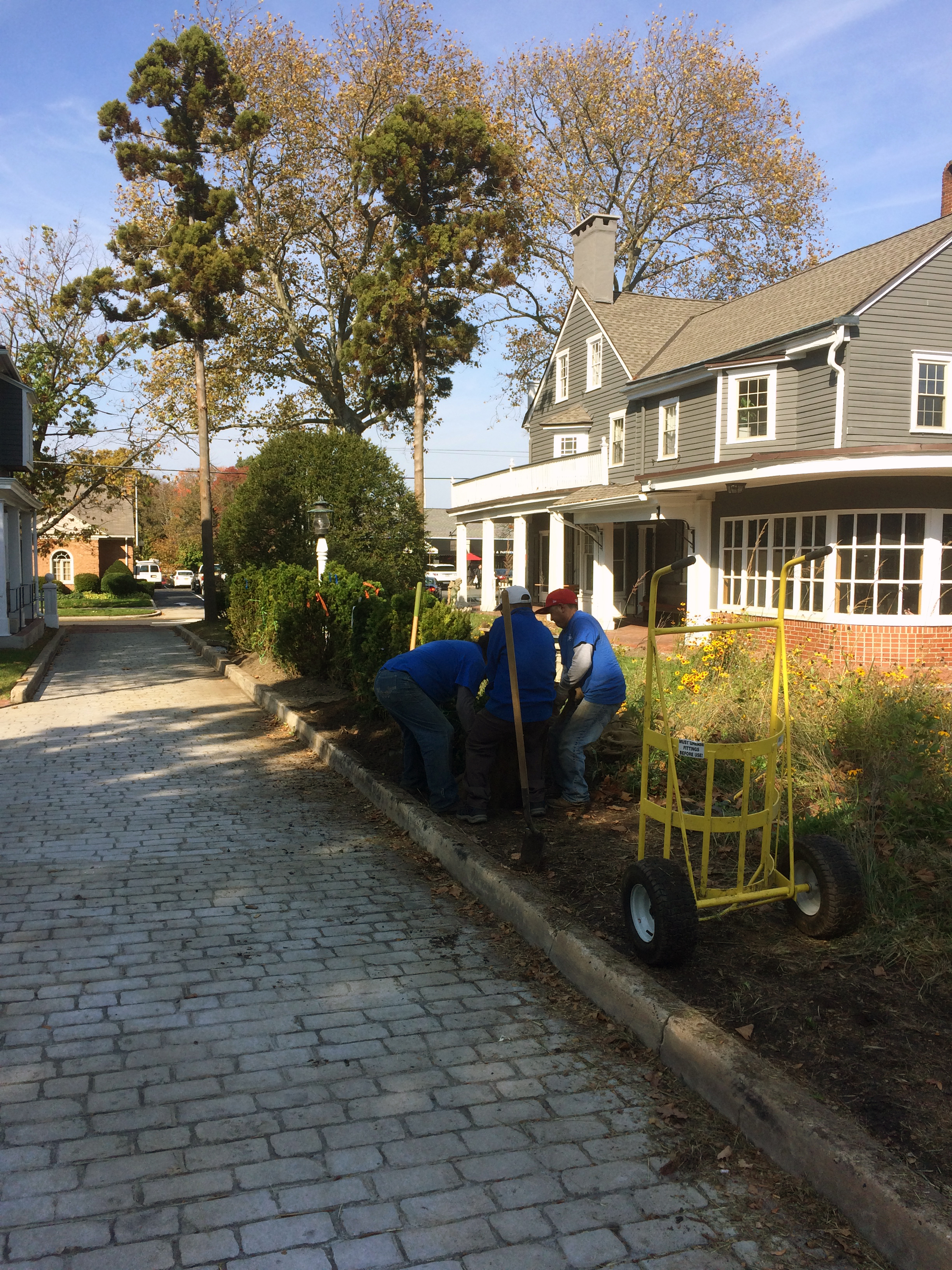 Hedge Row under construction