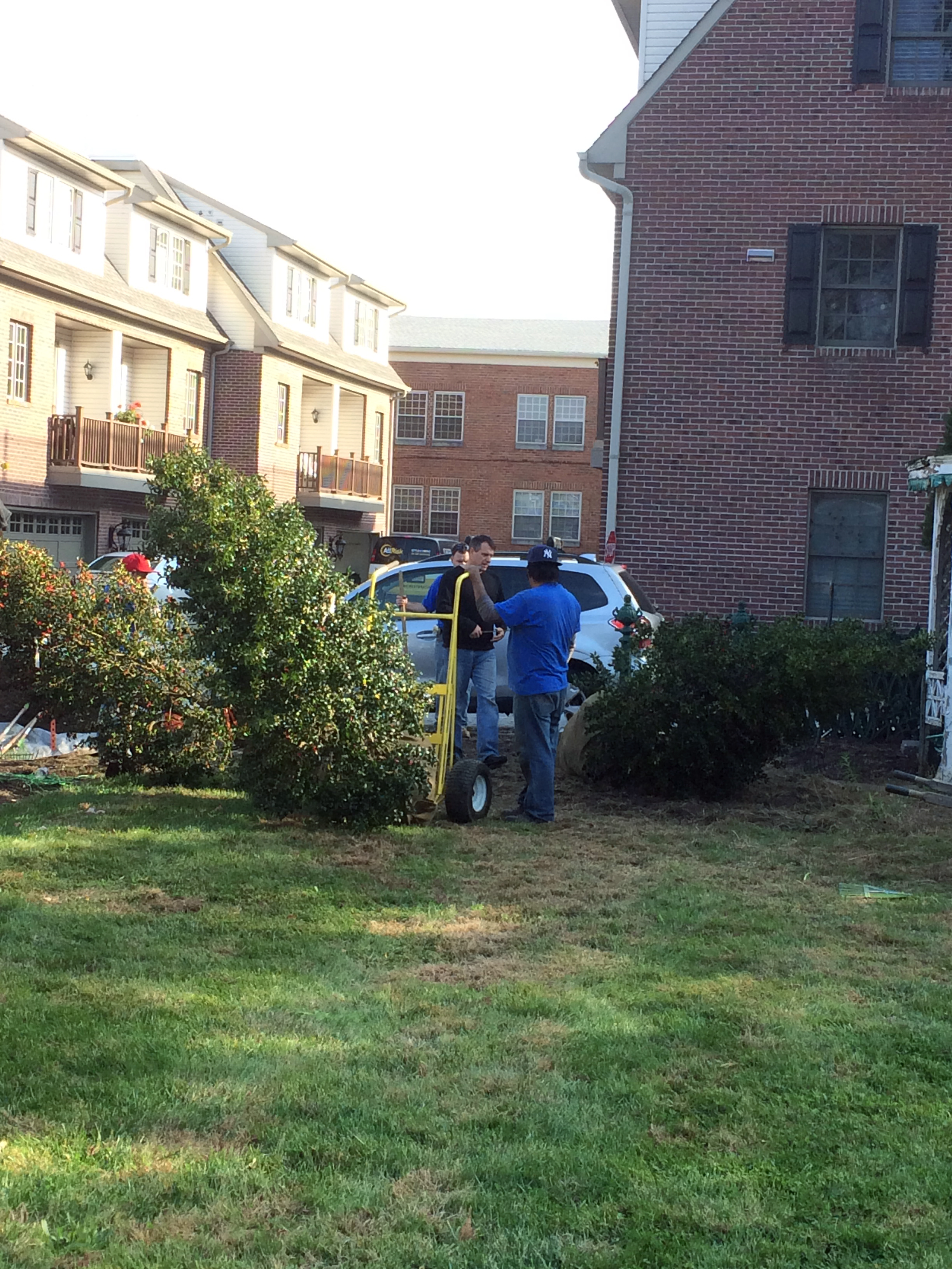 Holly Trees under construction