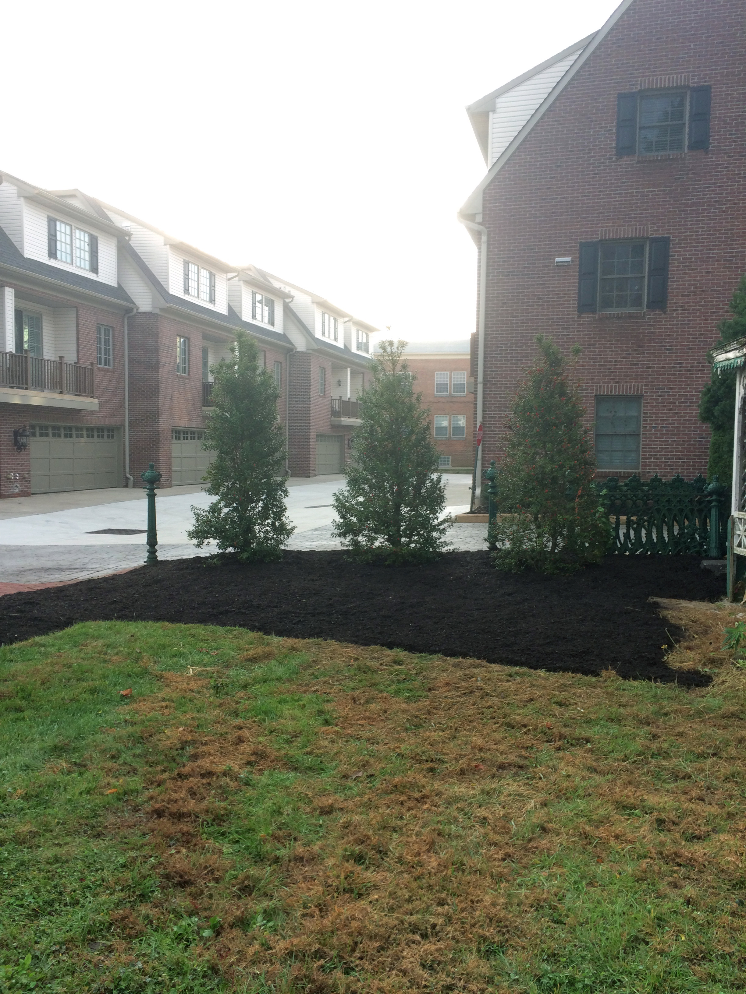 Holly Trees after