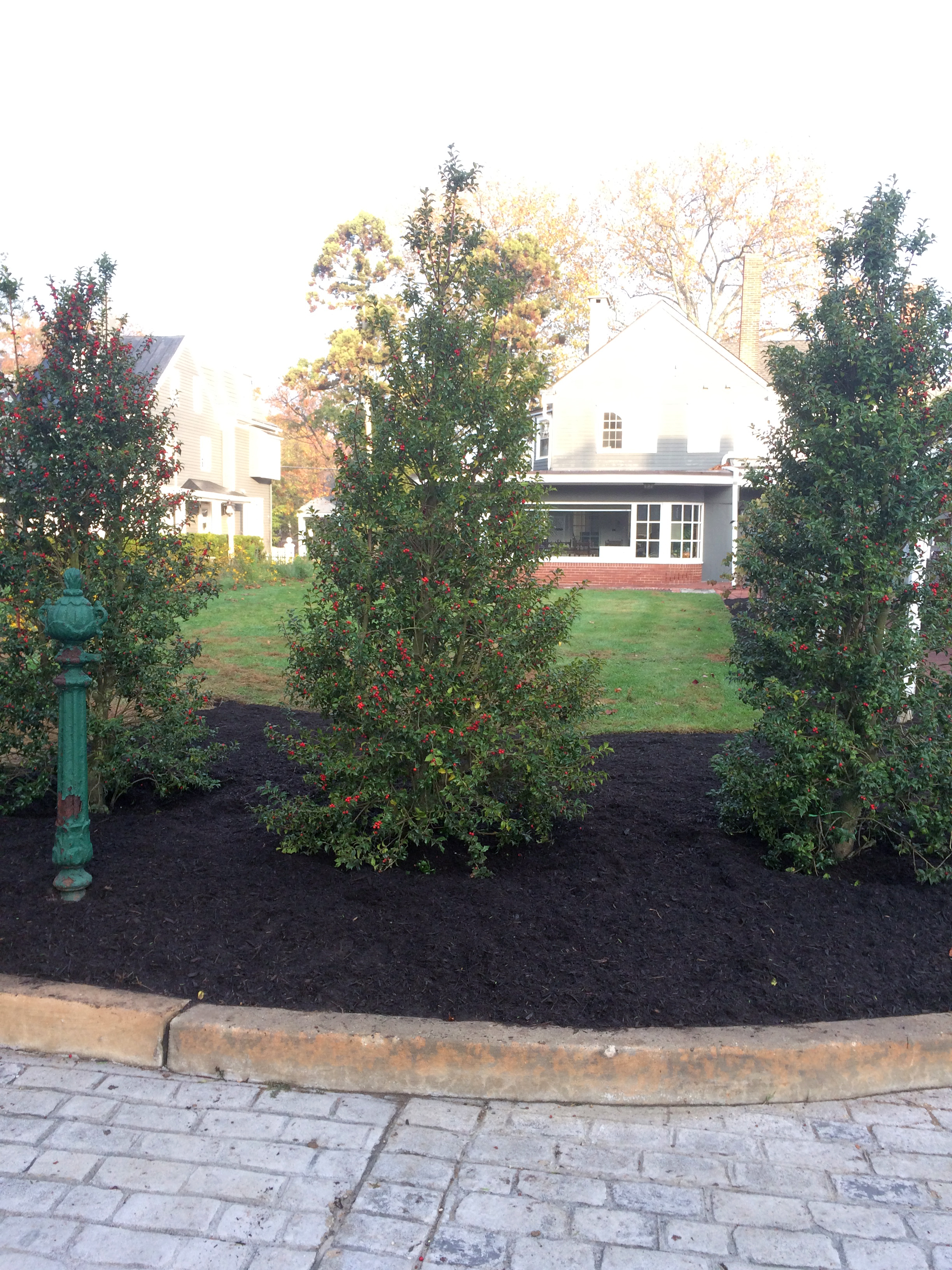 Holly Trees after