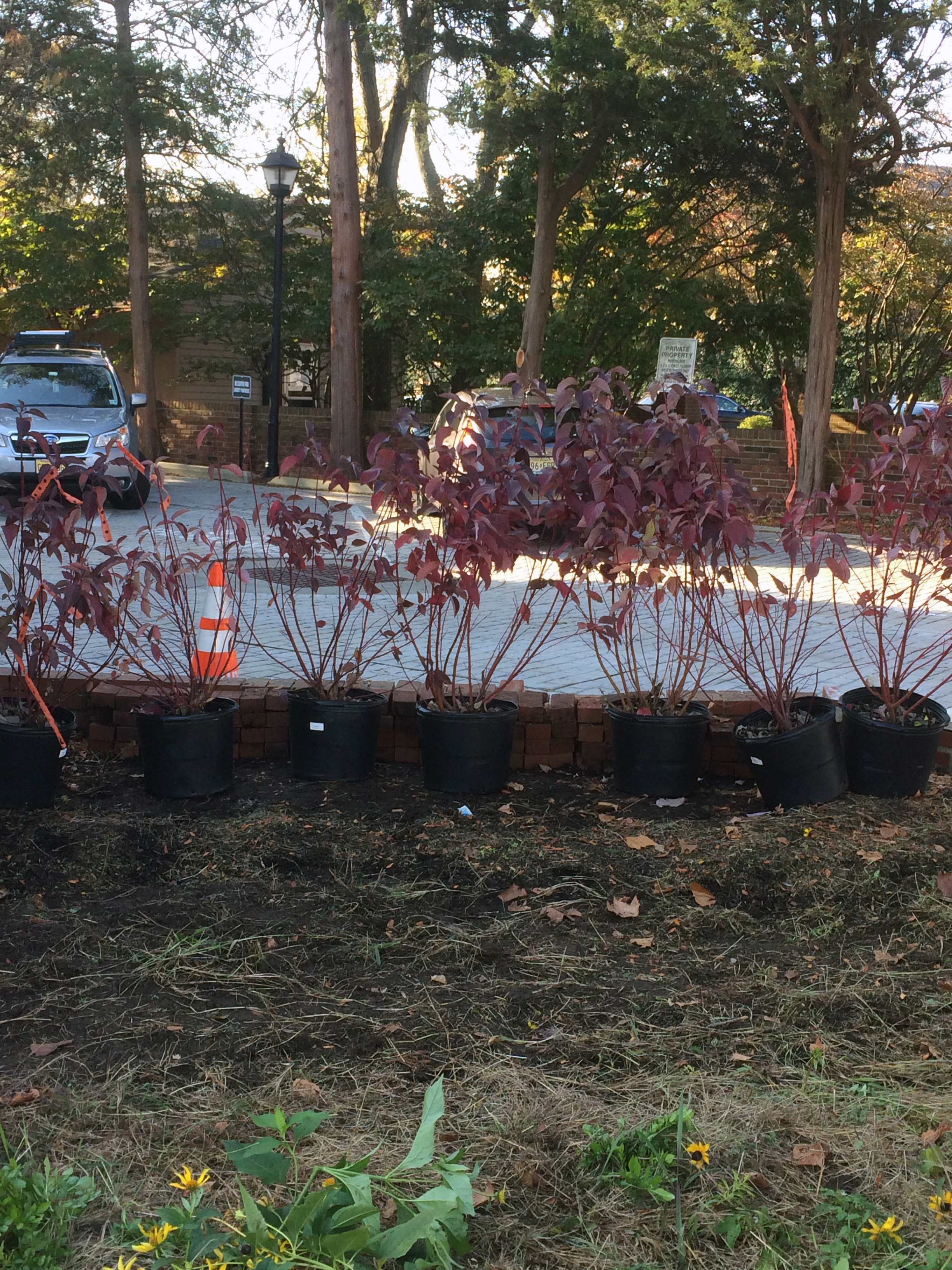 Red Twig Dogwood before