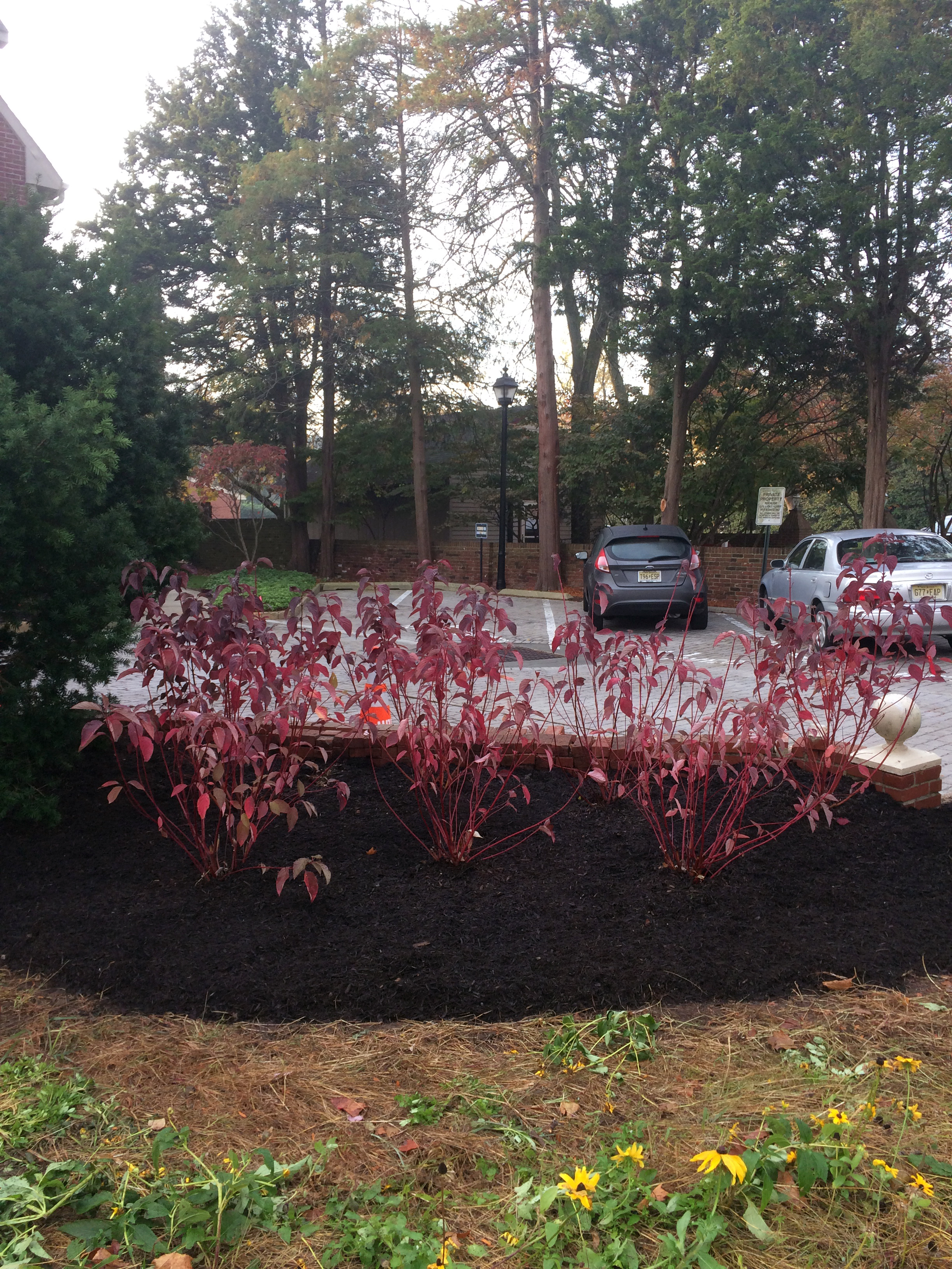 Red Twig Dogwood after