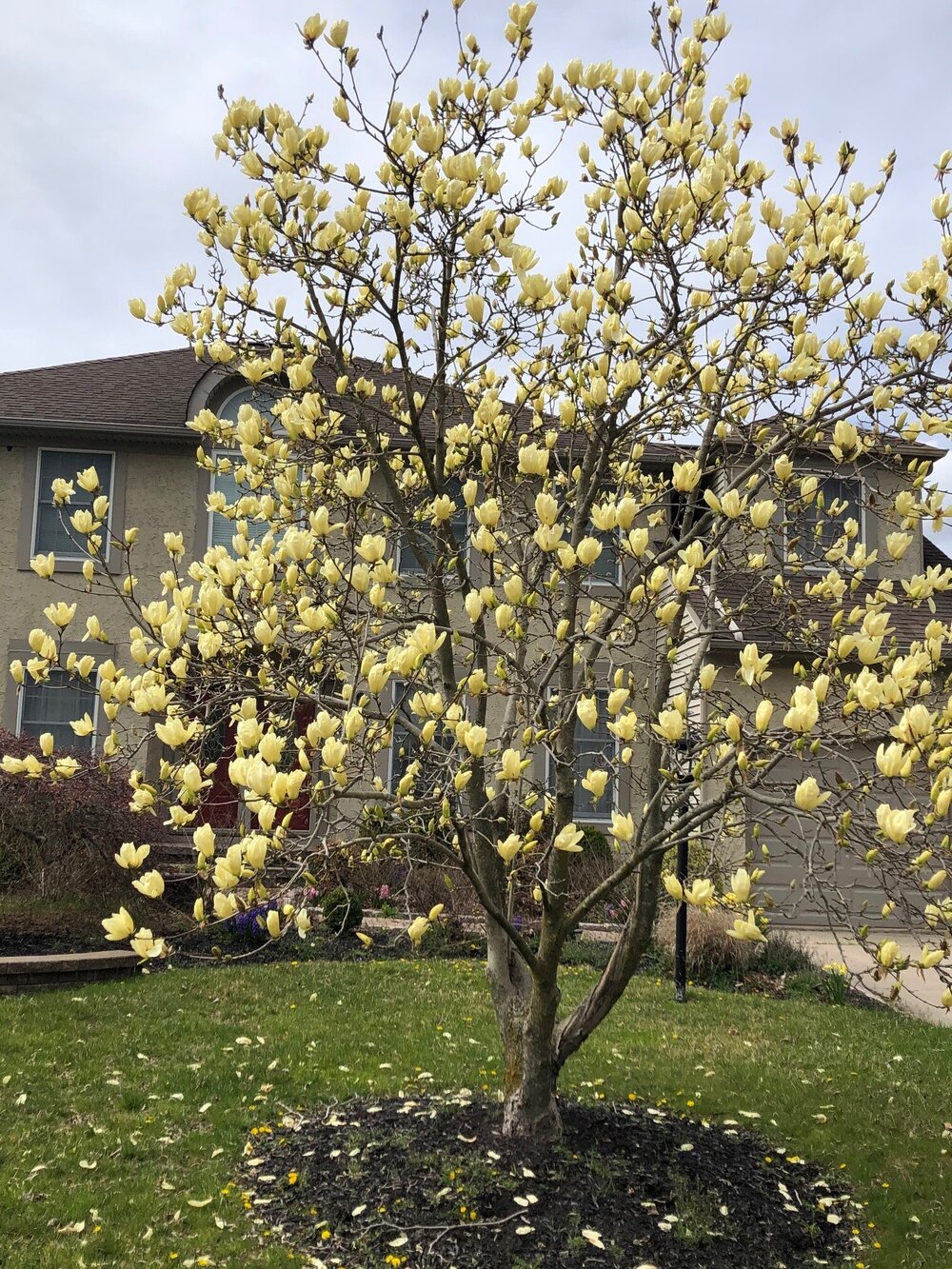 Yellow Flowering Magnolia_Dan.jpg